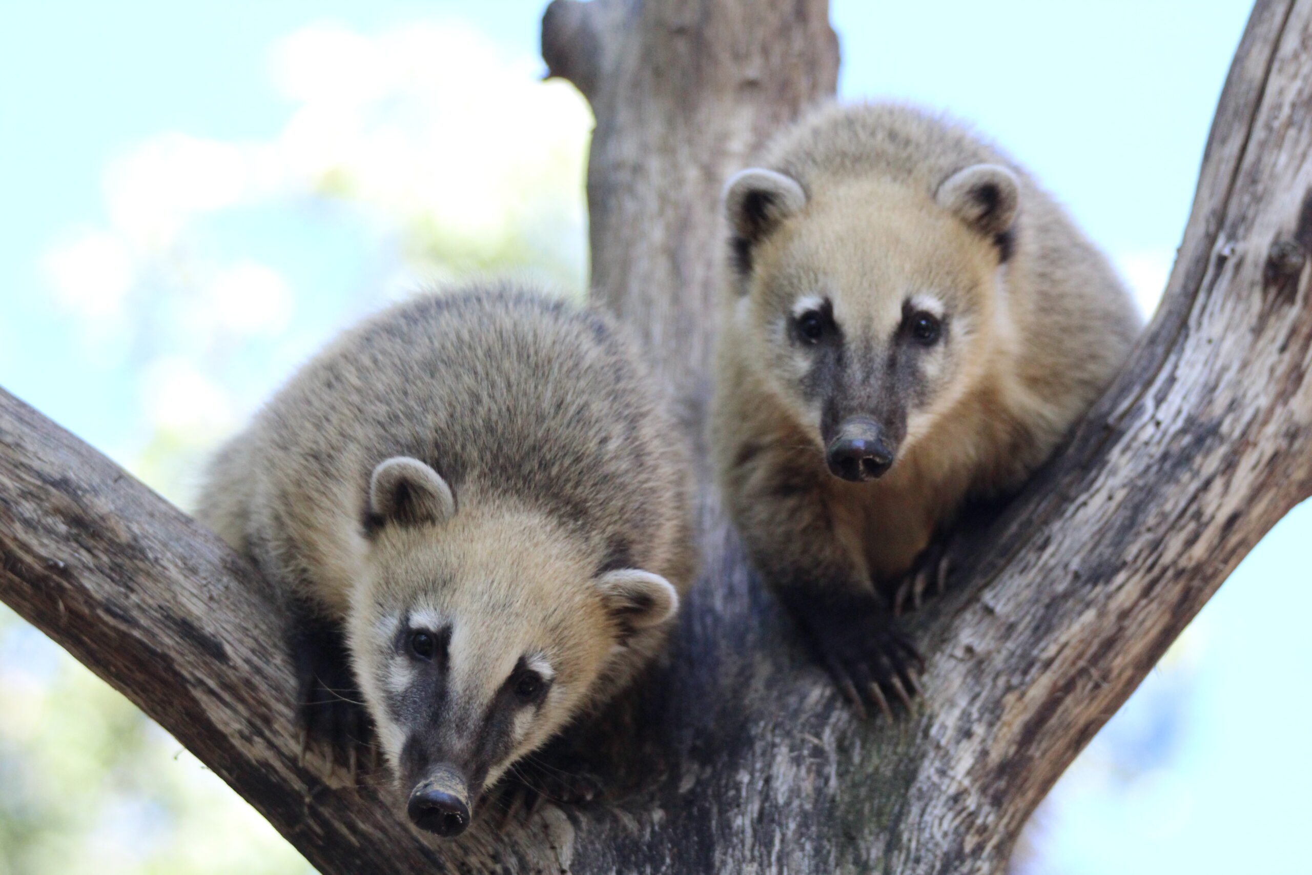 deux coatis roux dans un arbre