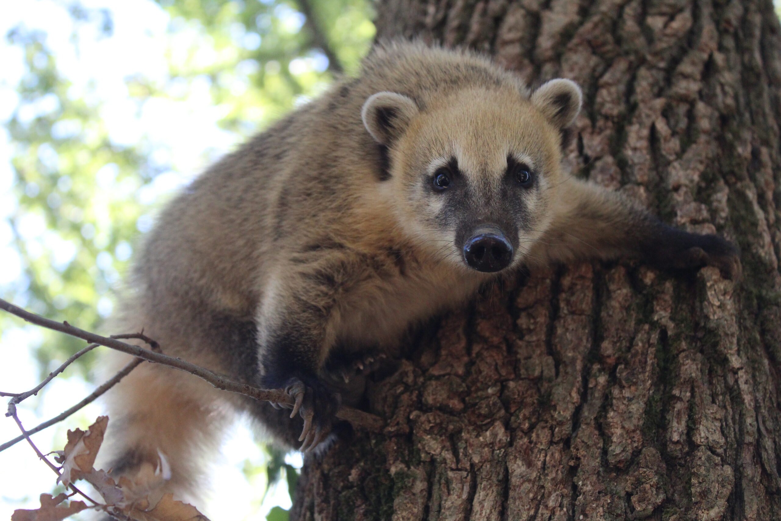 un Coati roux dans un arbre