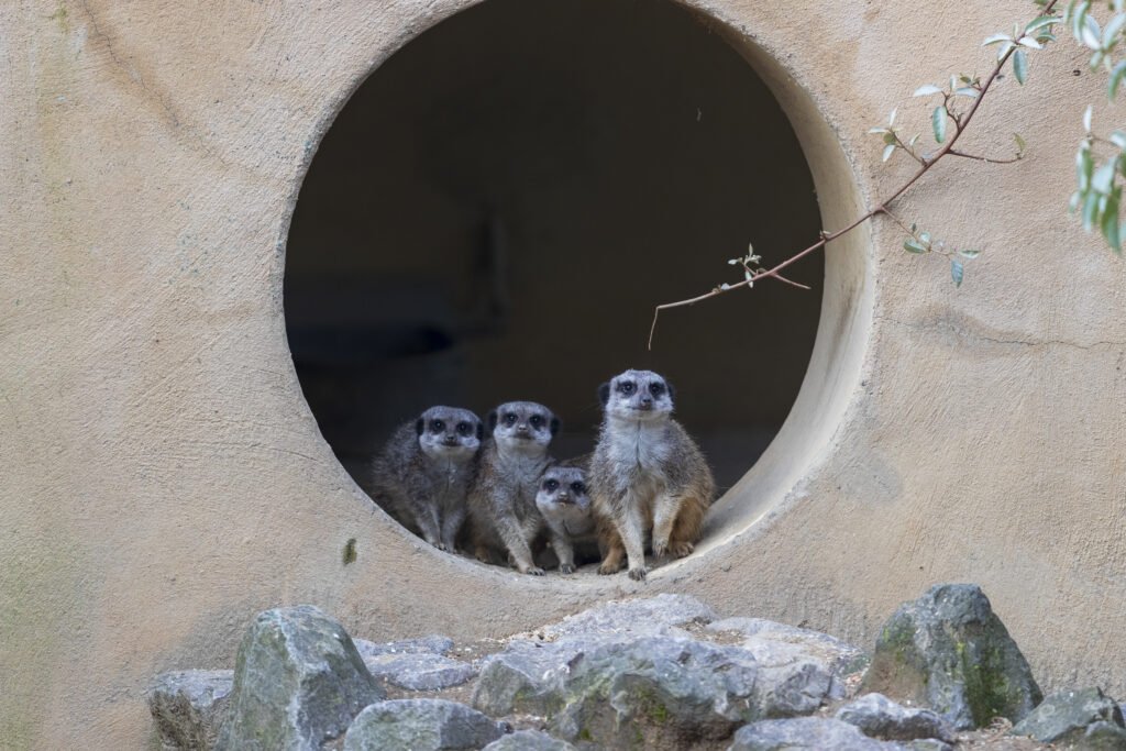 un groupe de suricate dans leur abri