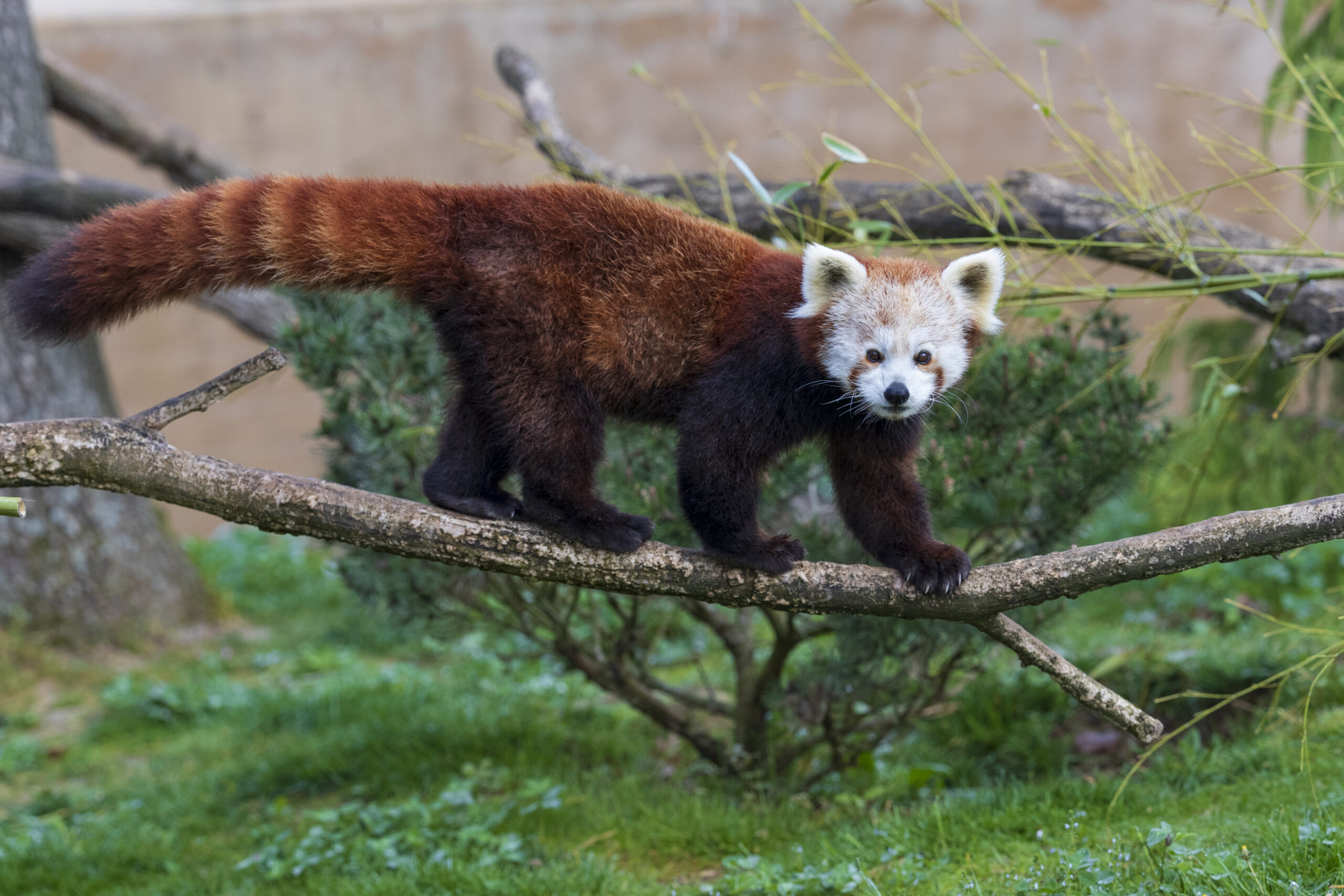 un Panda roux sur une branche