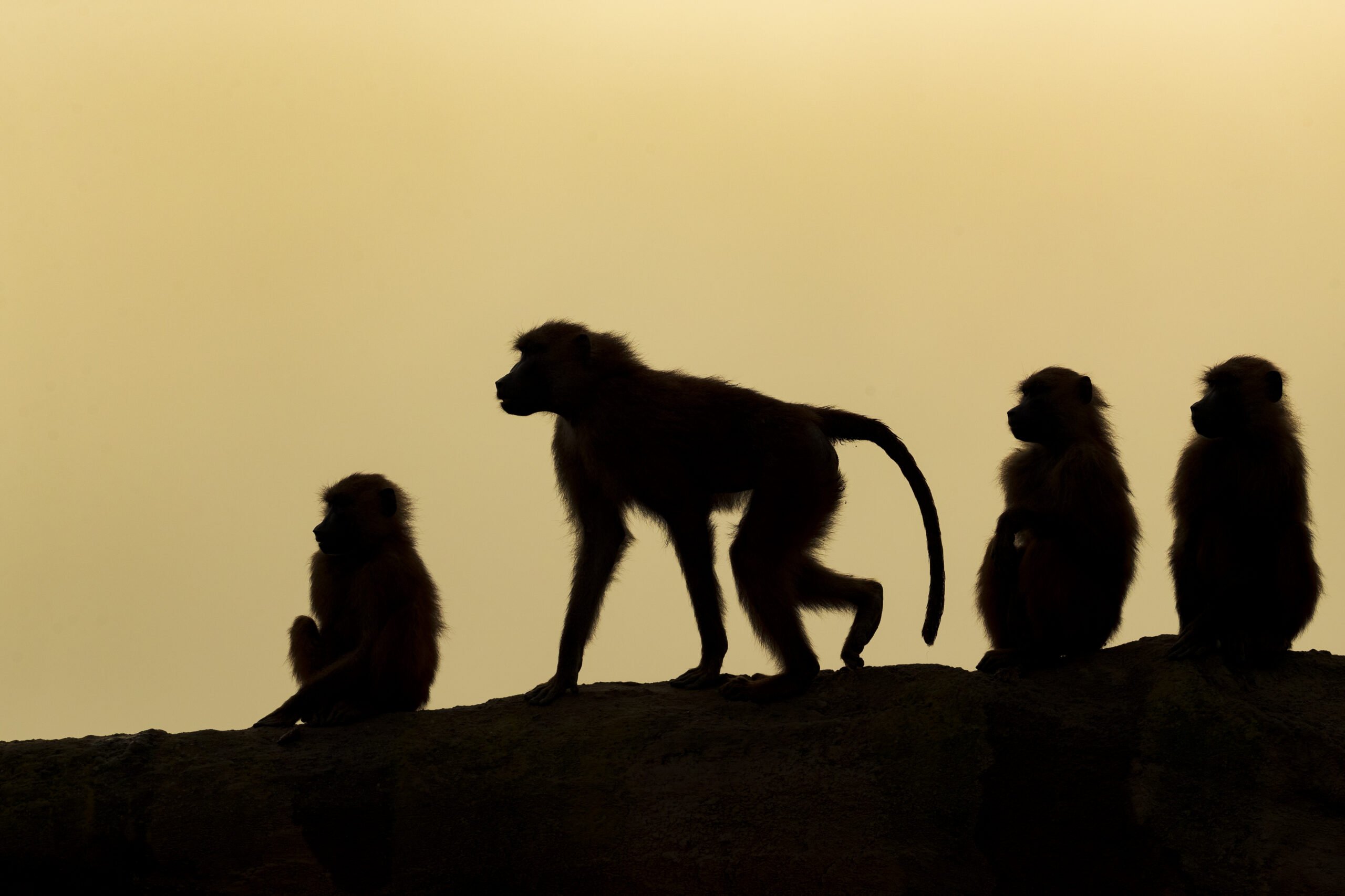 ombre groupe de singe