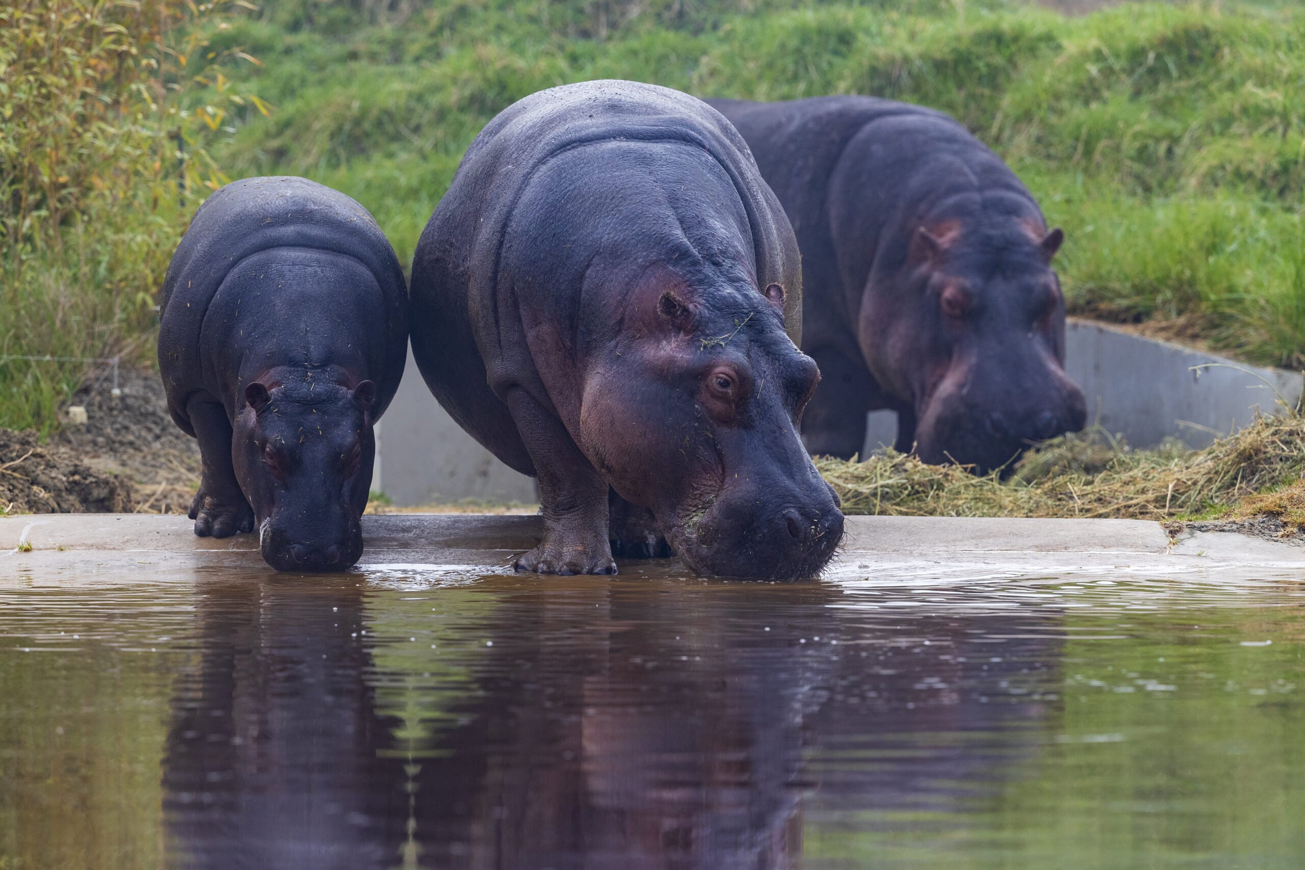 groupe d'Hippopotame