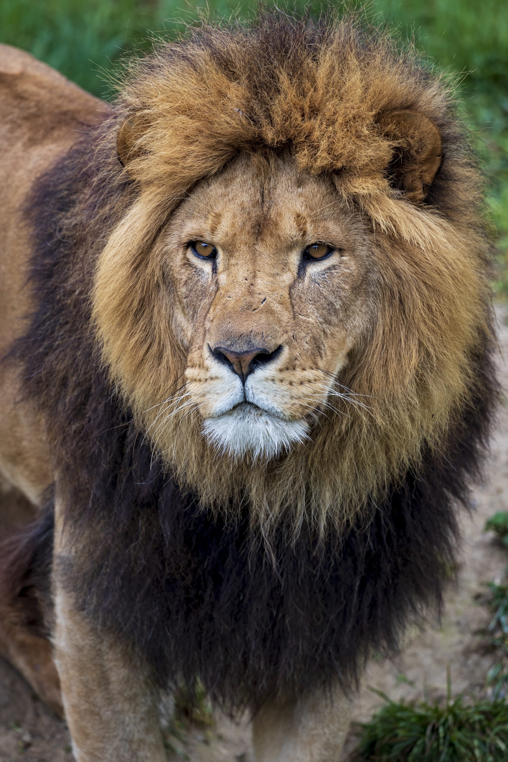 lion d'Afrique