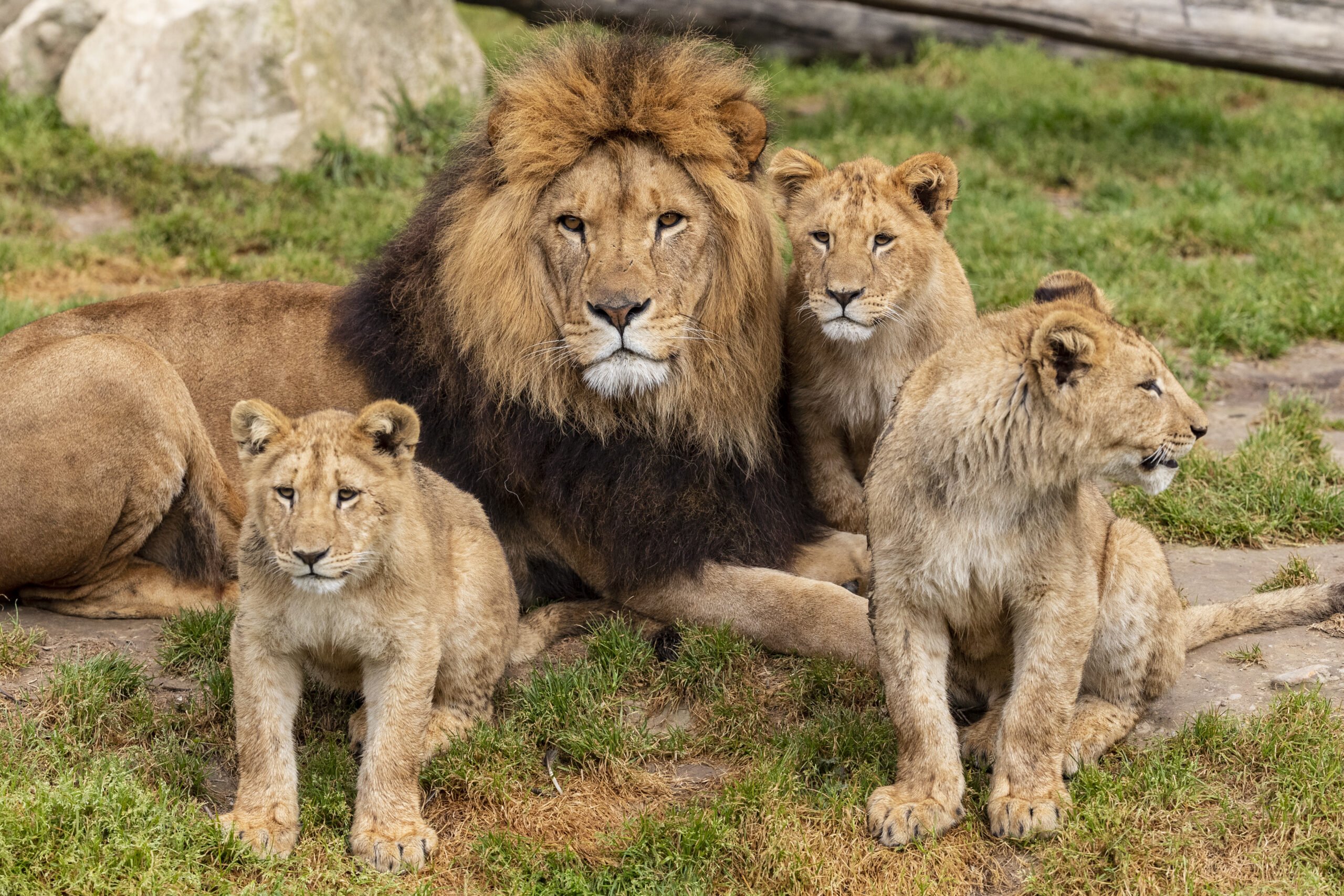 Famille de lion d'Afrique