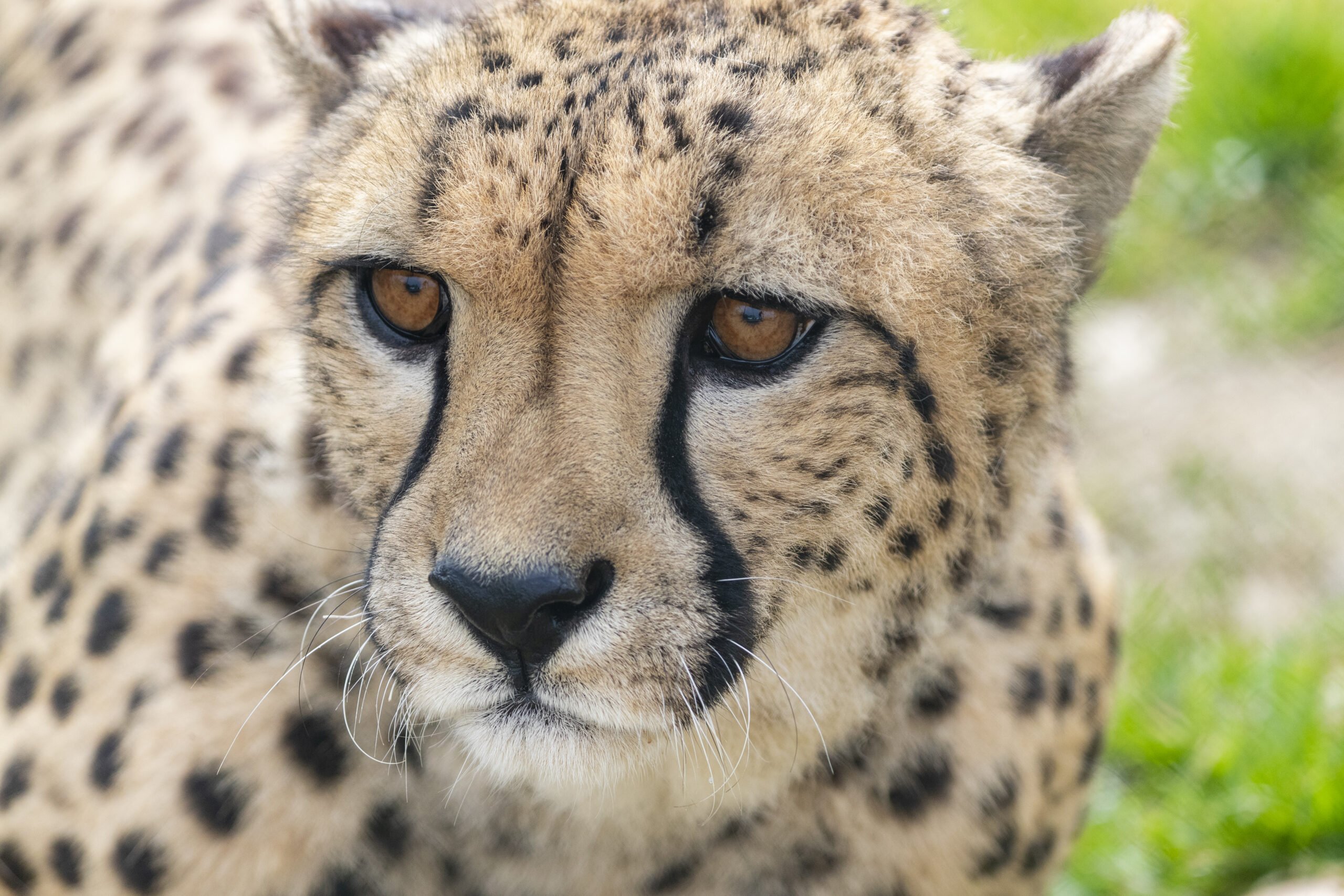 très gros plan sur un guépard