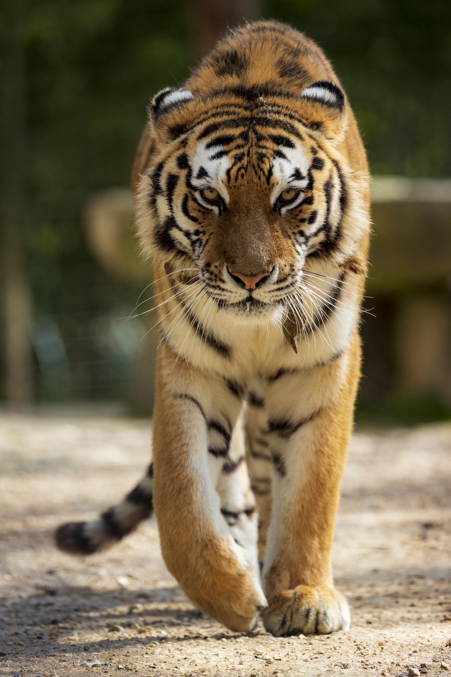 Tigre de sibérie qui marche face à nous