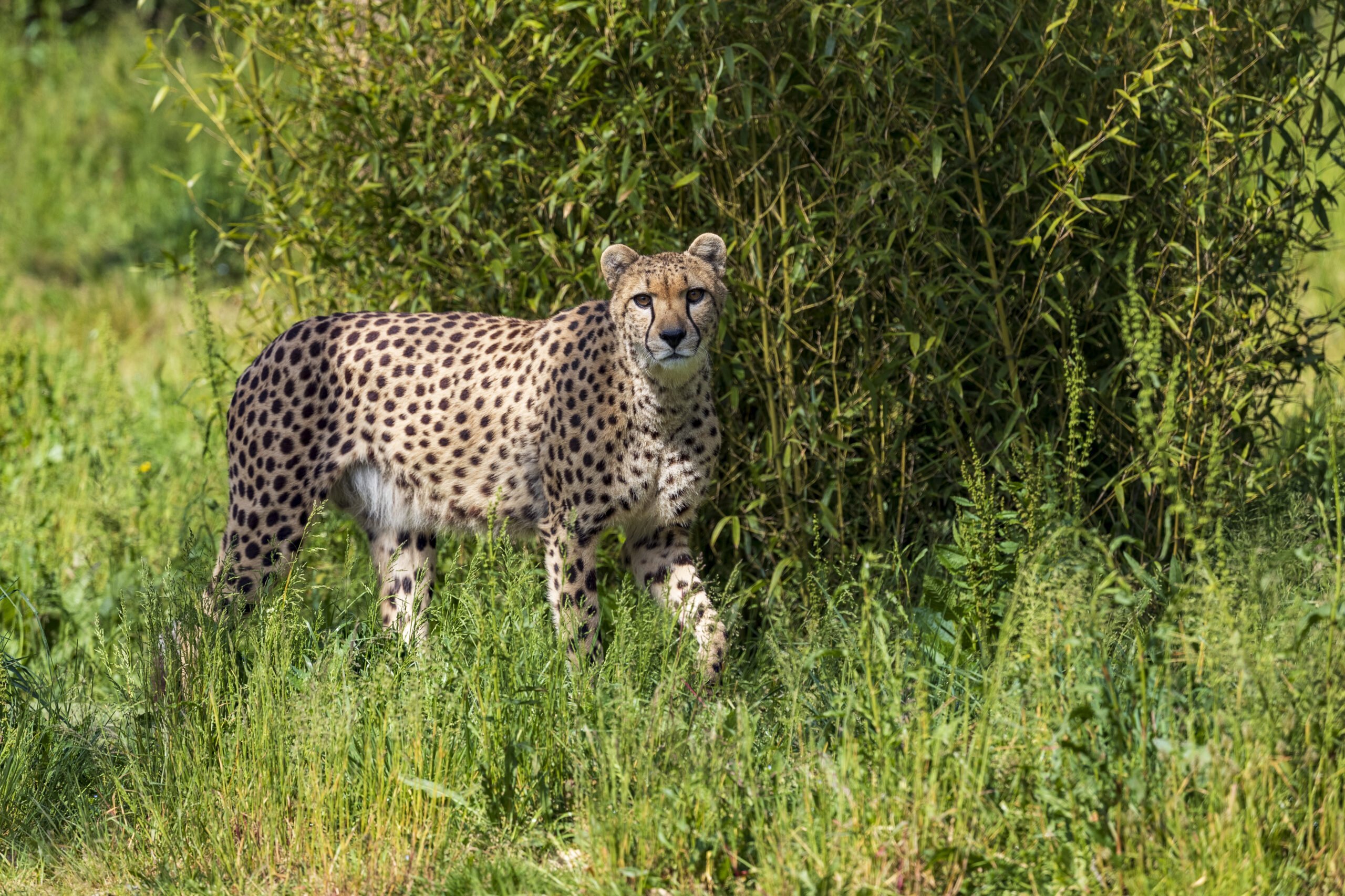 un guépard qui marche