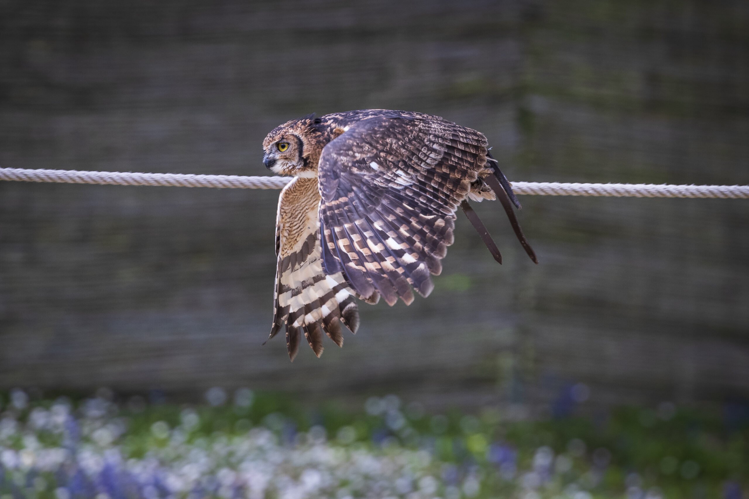 Un hibou grand duc