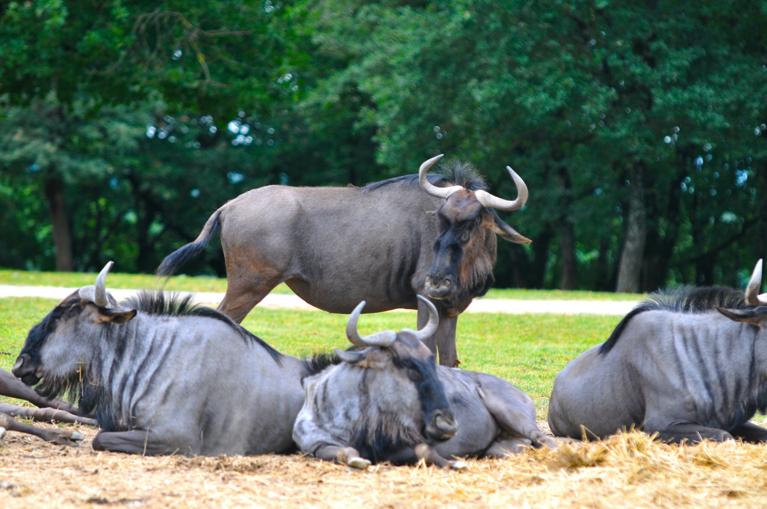 Groupe de Gnou bleu