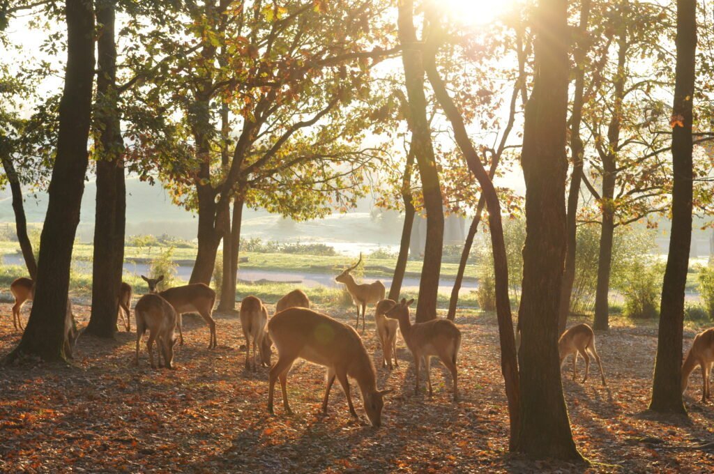 Safari lever de soleil hiver 