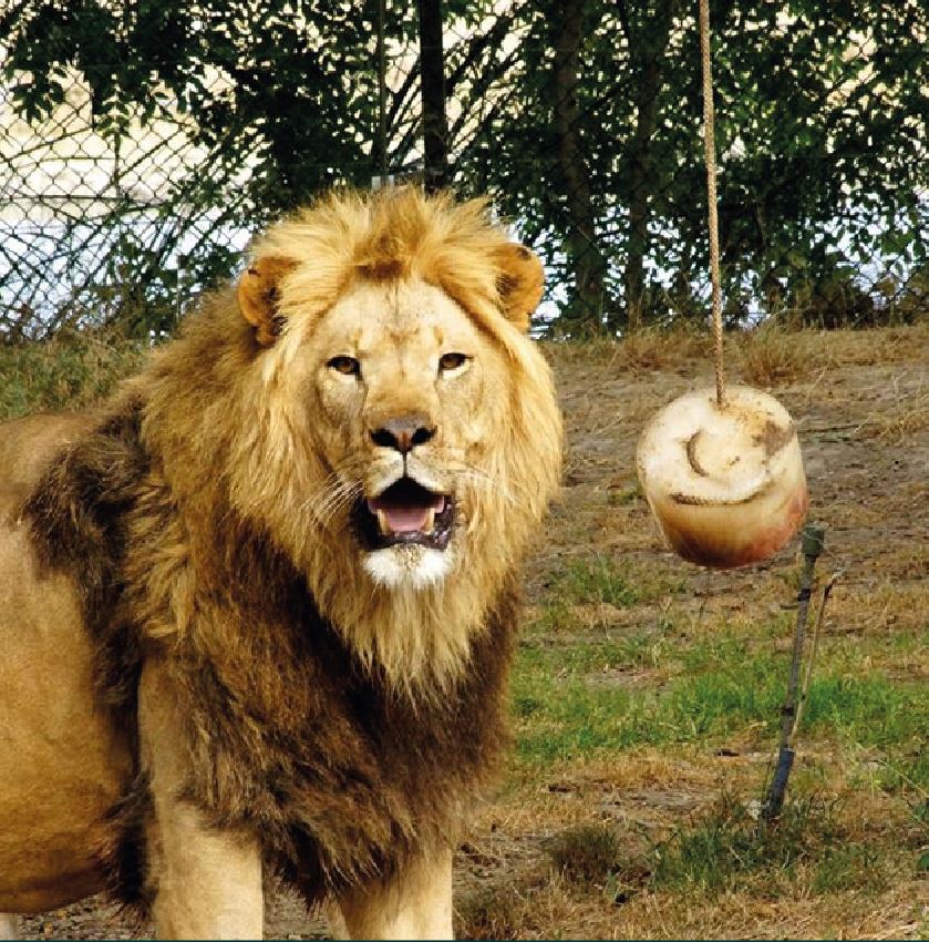 Lion zoo canicule toulouse 