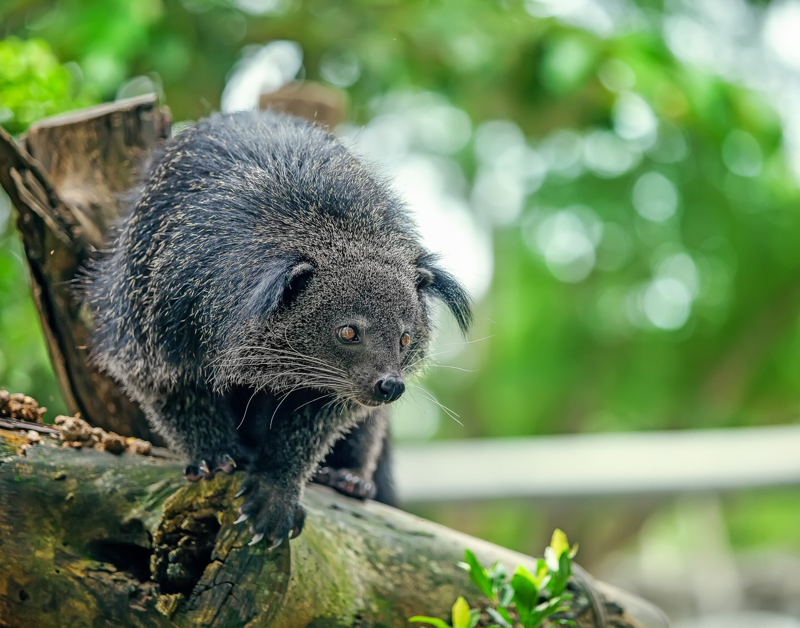 un Binturong sur une branche