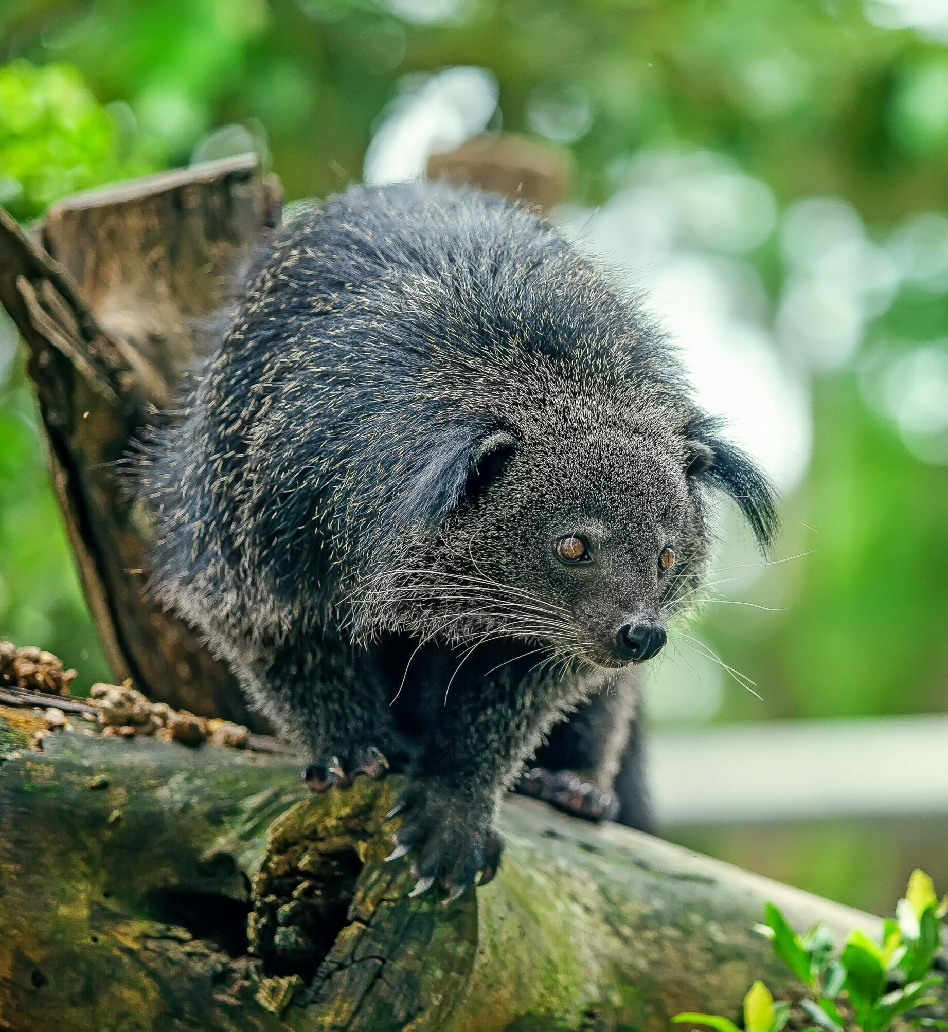 un Binturong sur une branche