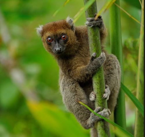 Lémurien Madagascar Helpsimus