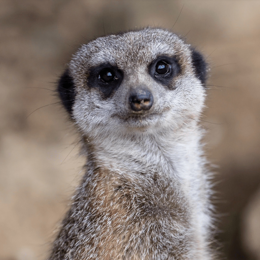 gouter-animaux