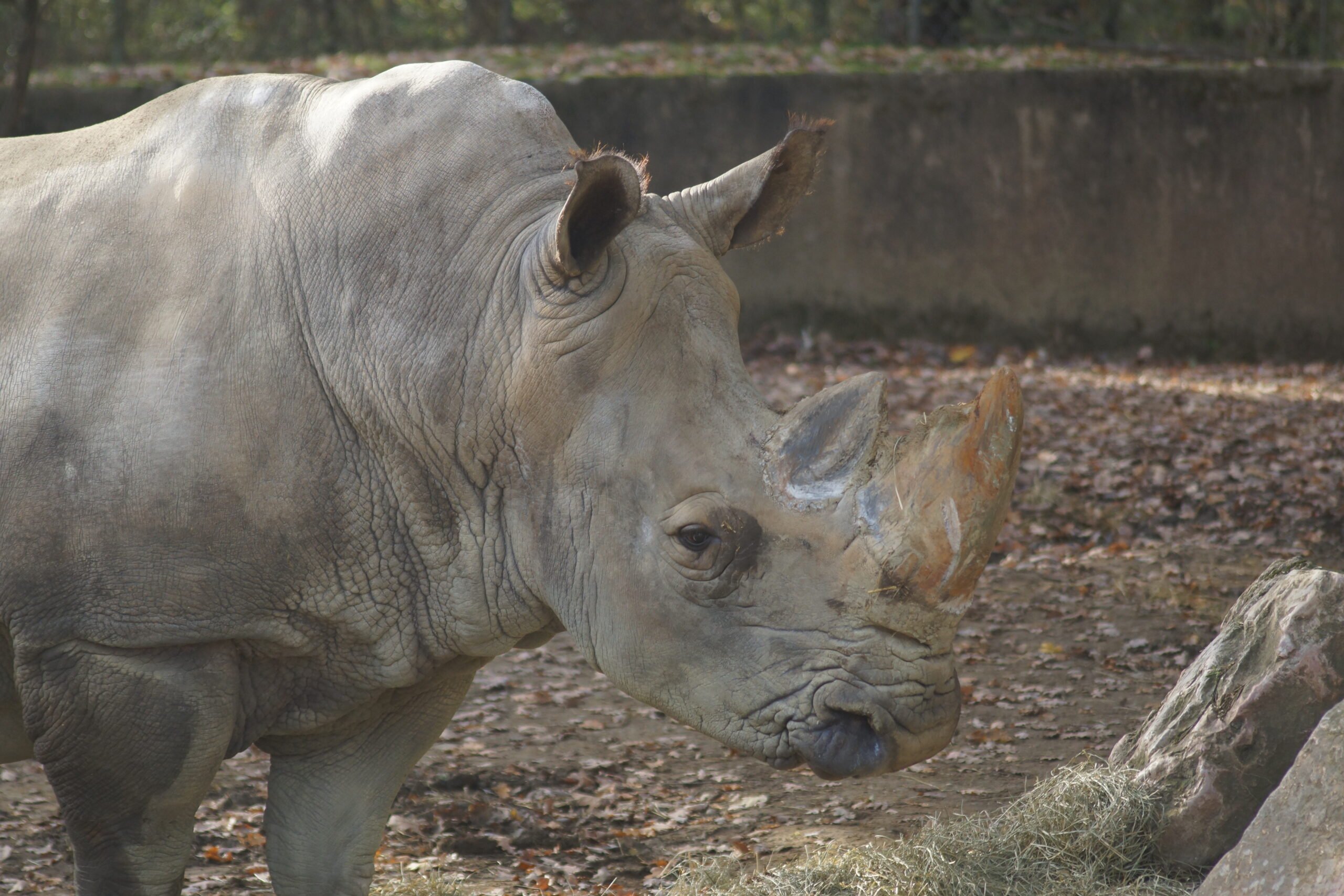 Rhinocéros Blanc