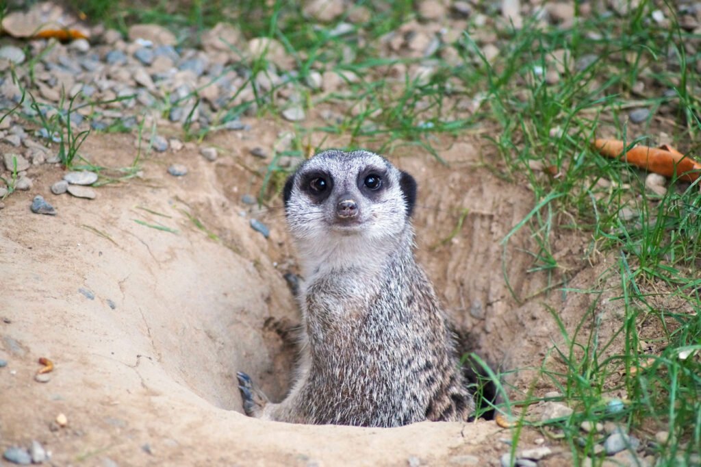 un suricate dans un trou
