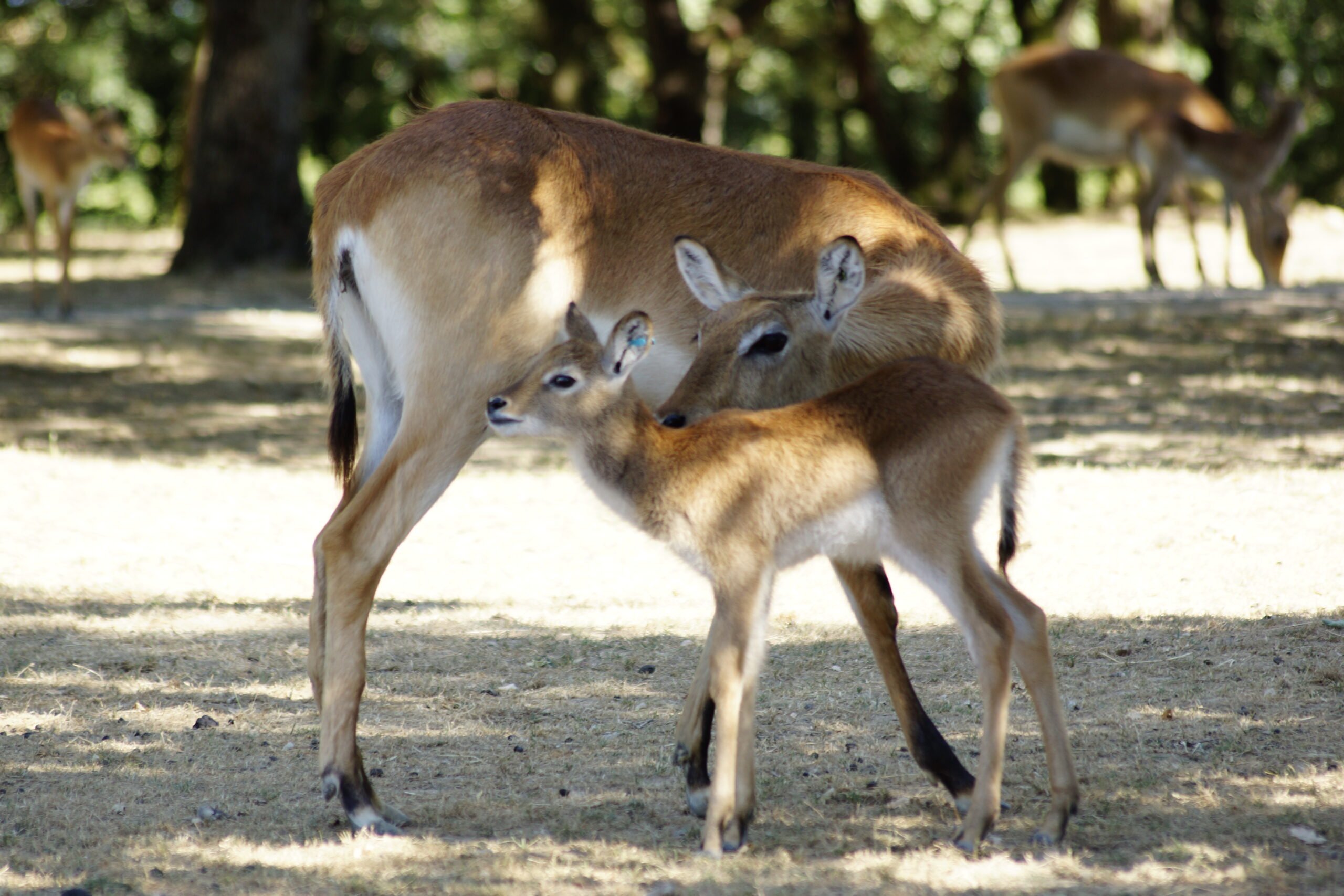 Cobe Lechwe rouge