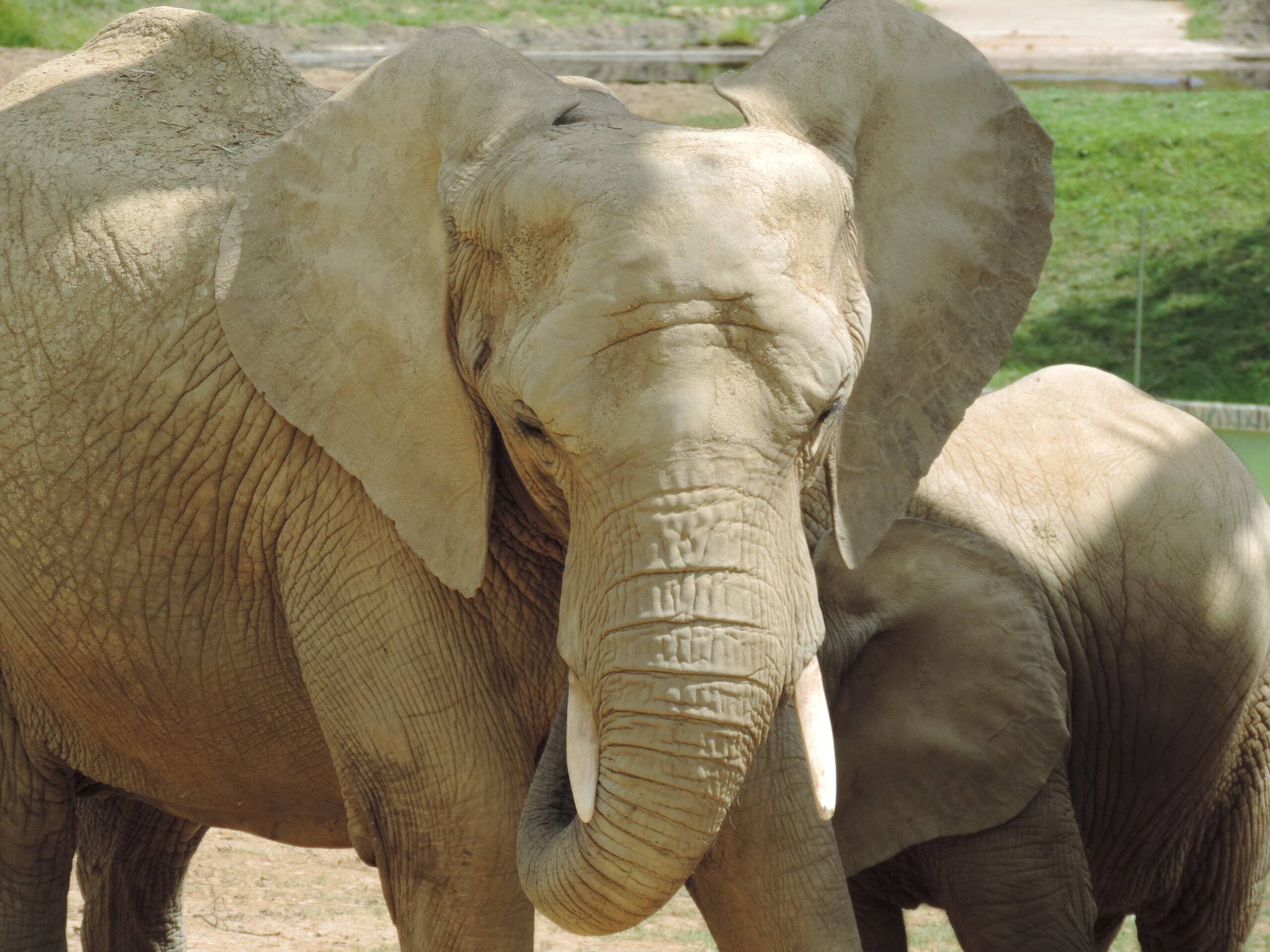 zoom sur éléphant d'Afrique