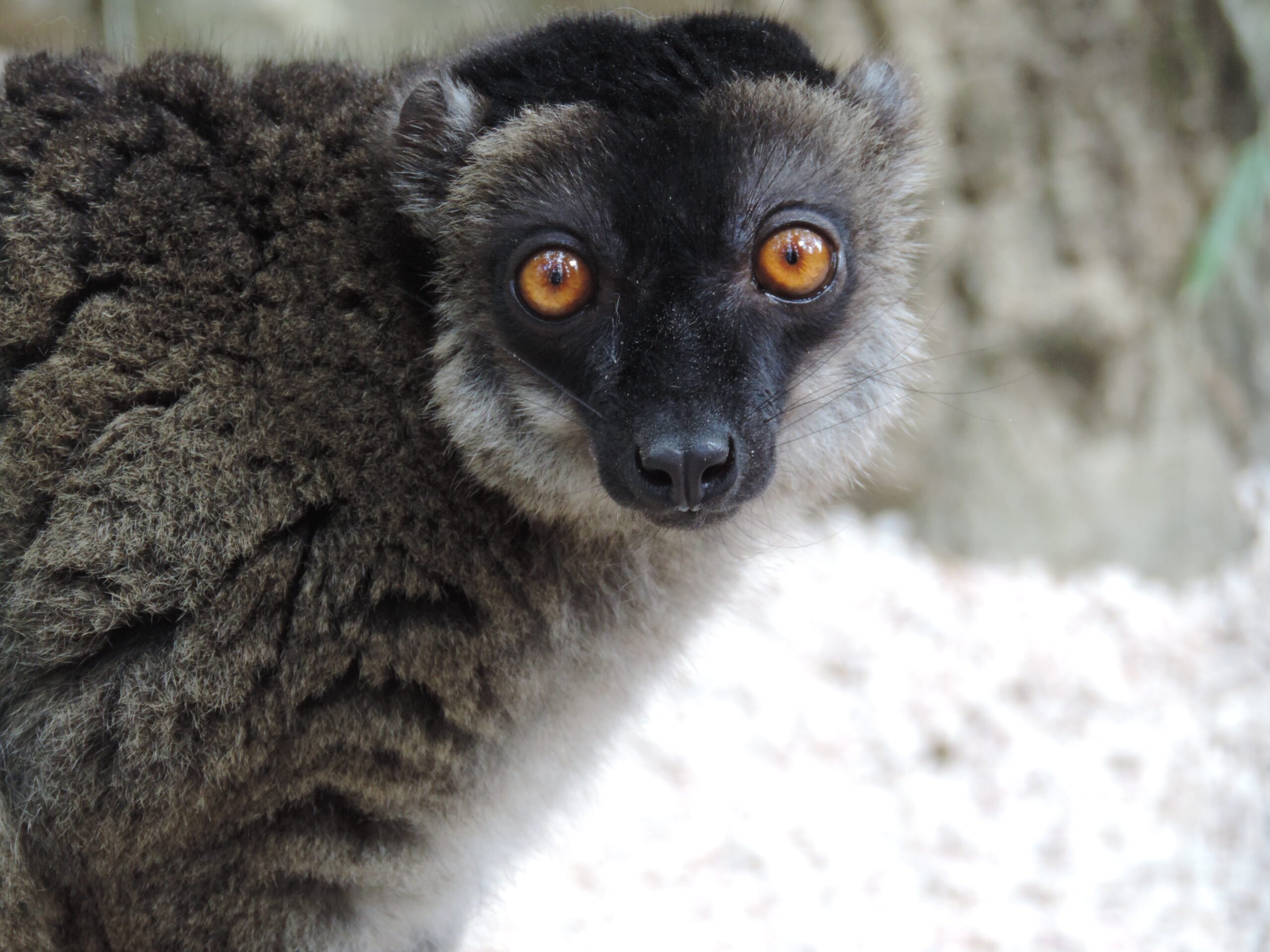 Makis de mayotte