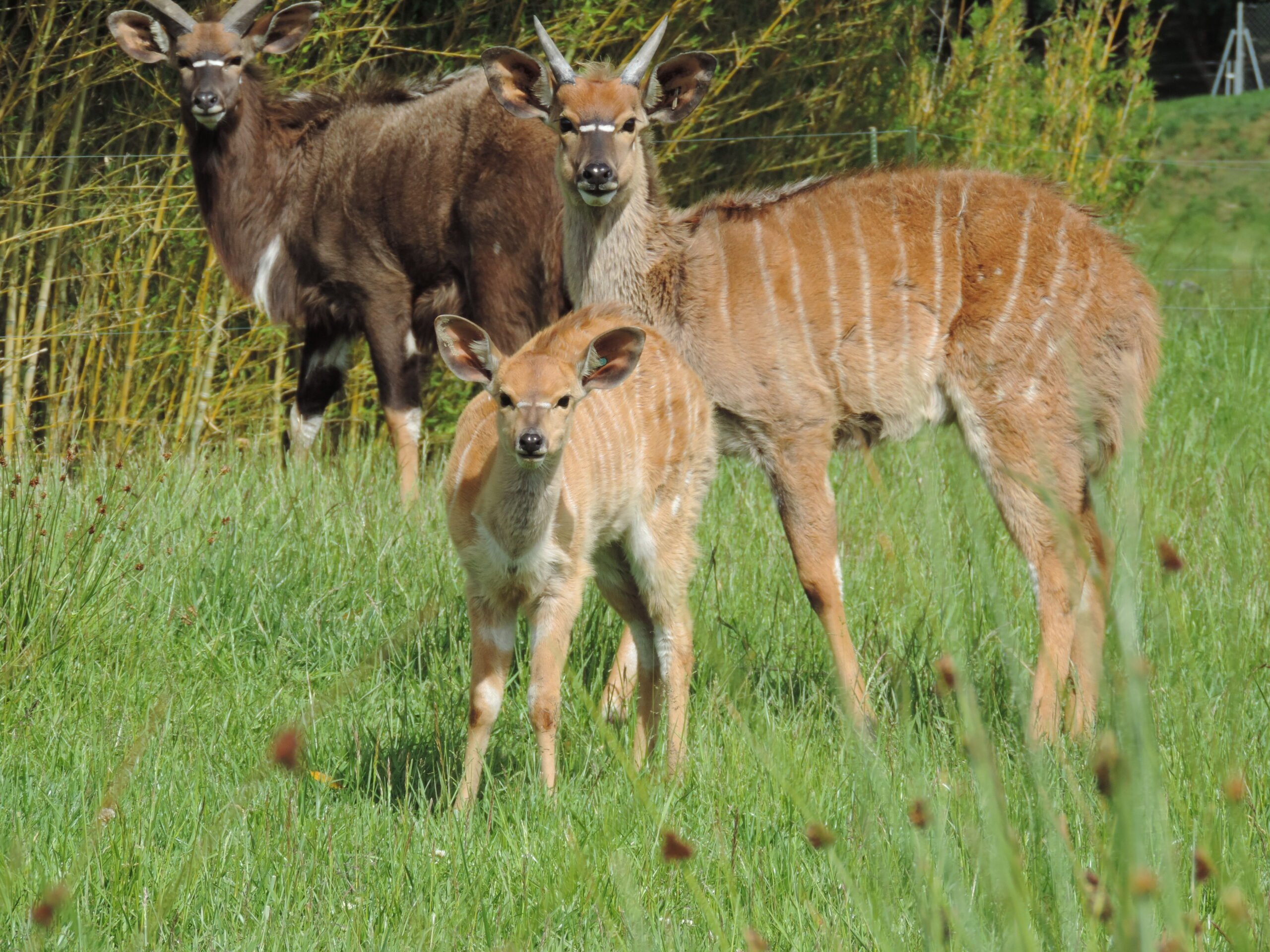 groupe de Nyala