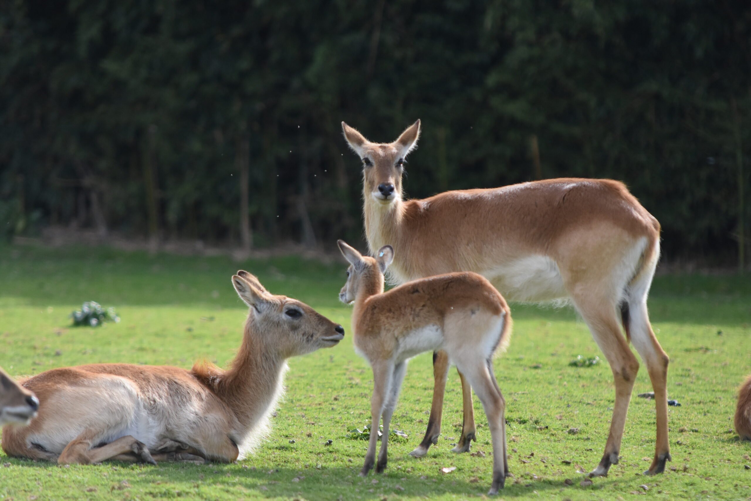 Cobe Lechwe rouge