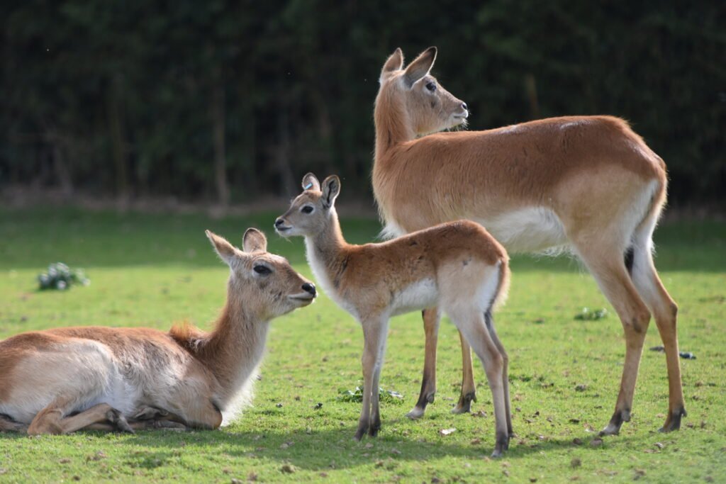 naissance cobe de Lechwe 