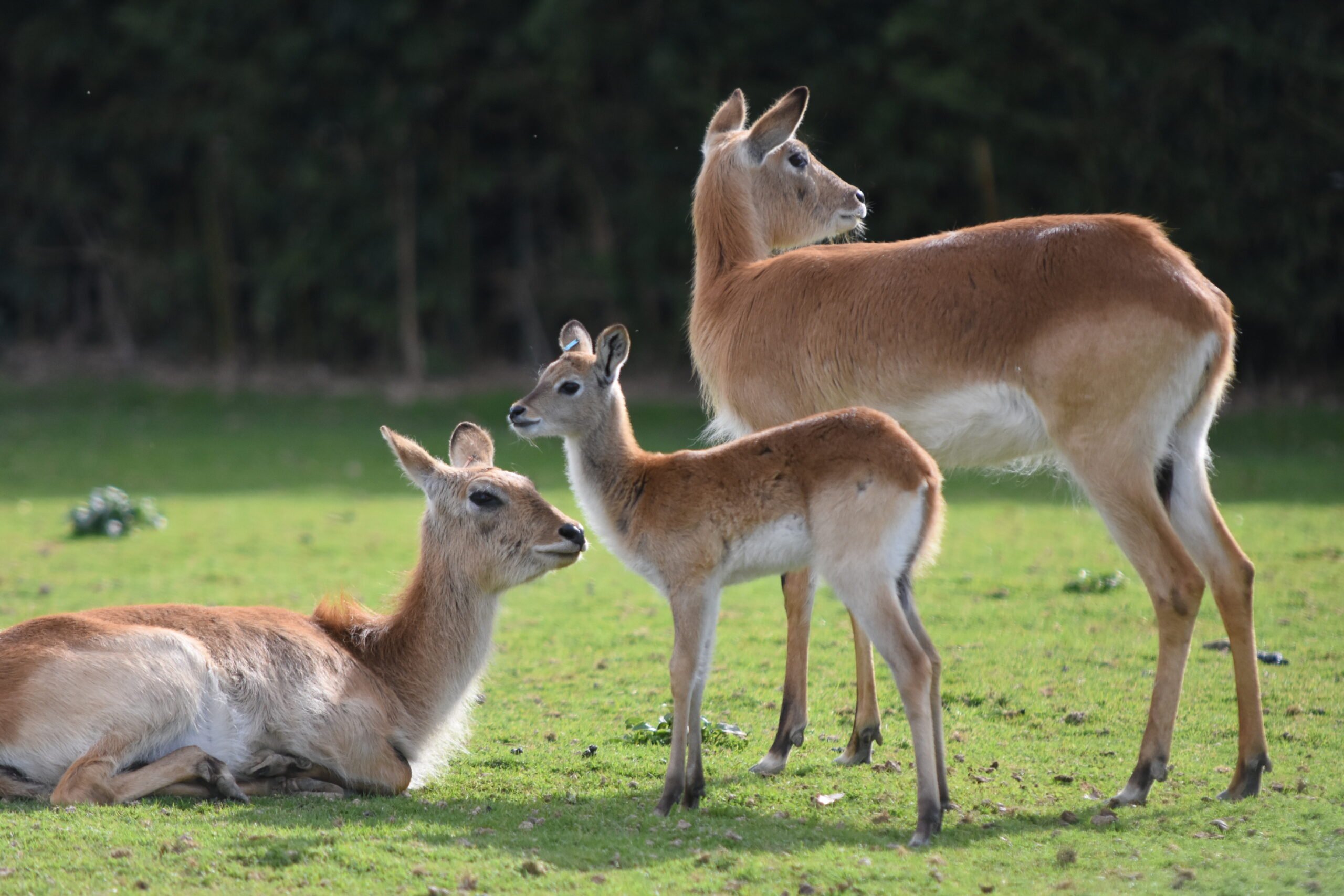 naissance cobe de Lechwe