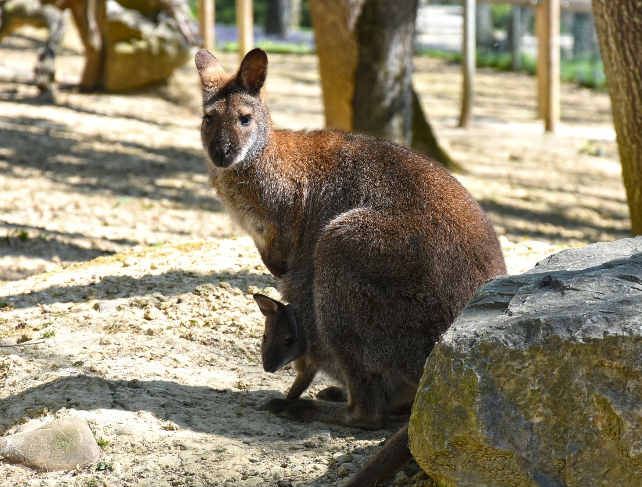 une mère Wallaby de Bennett et son petit