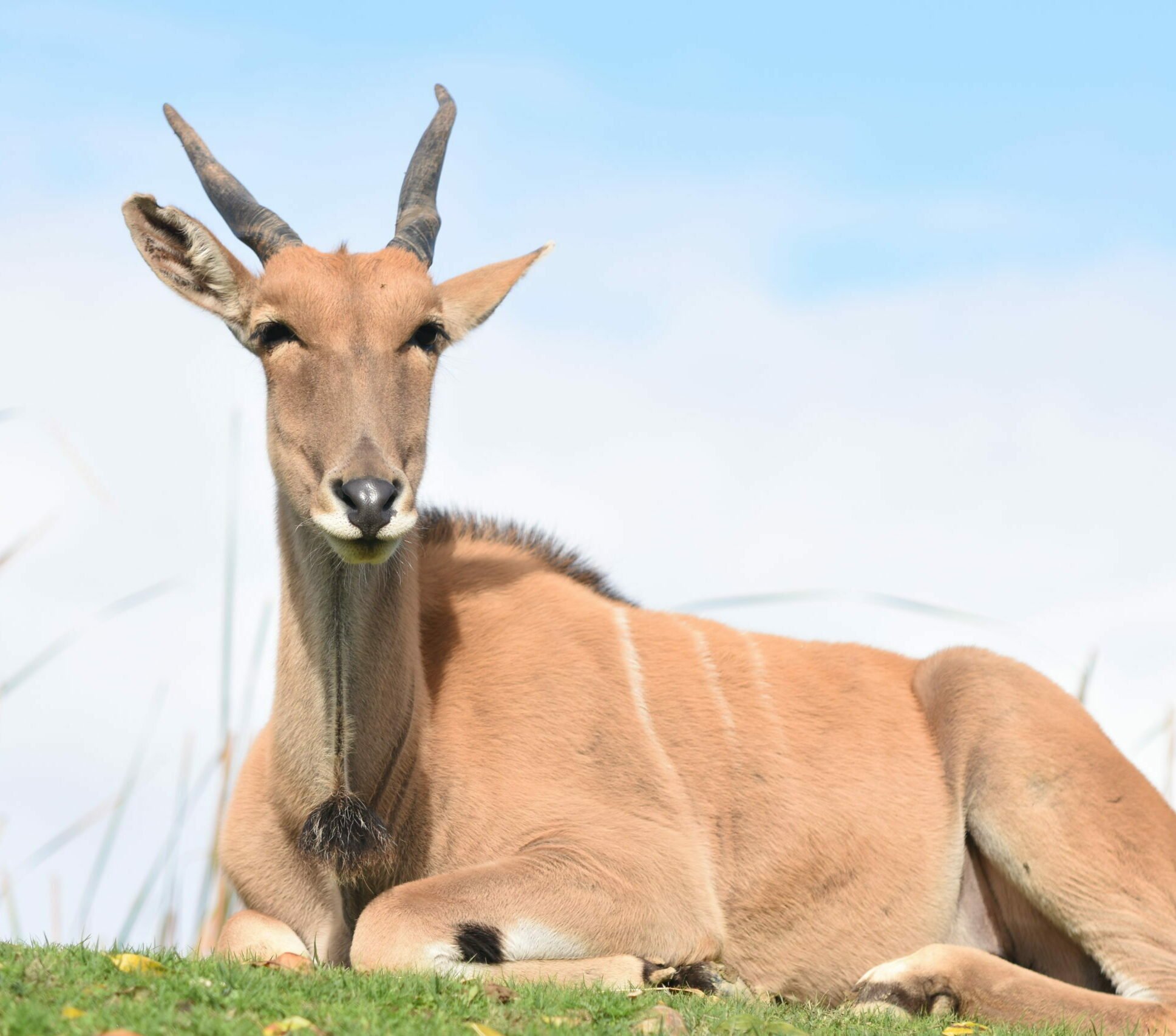 Eland du Cap