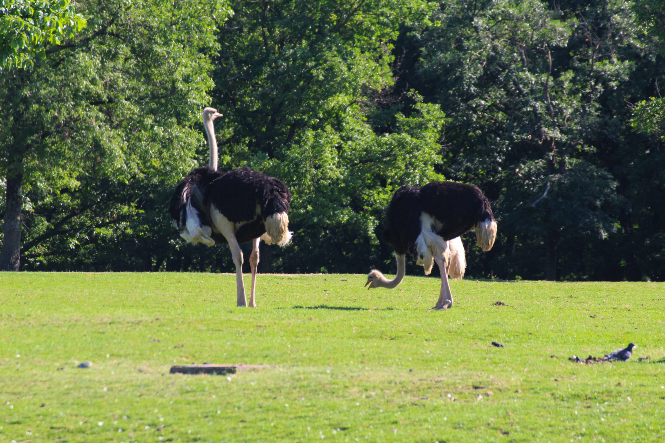 safari d'autruche st eustache