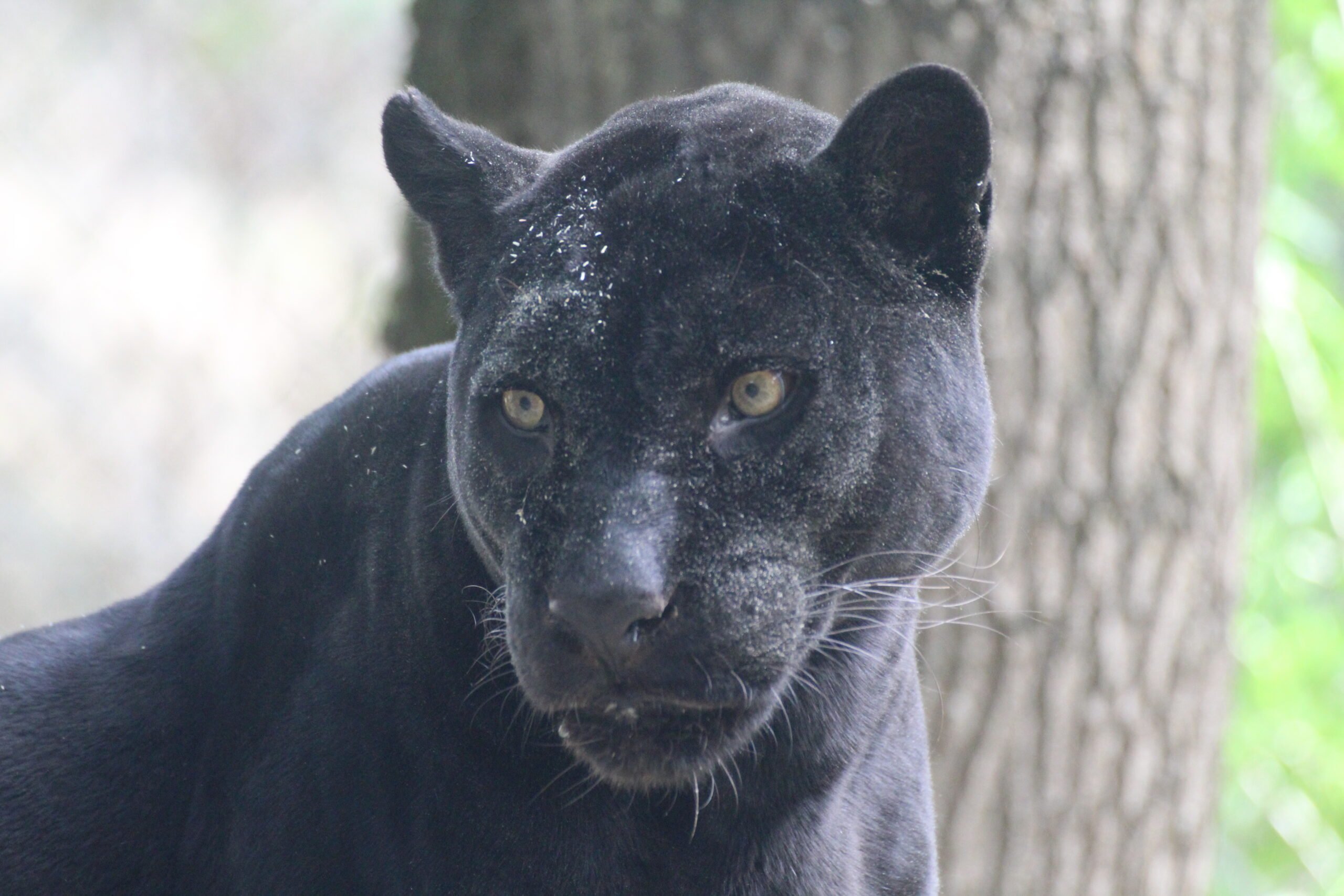 un jaguar noir