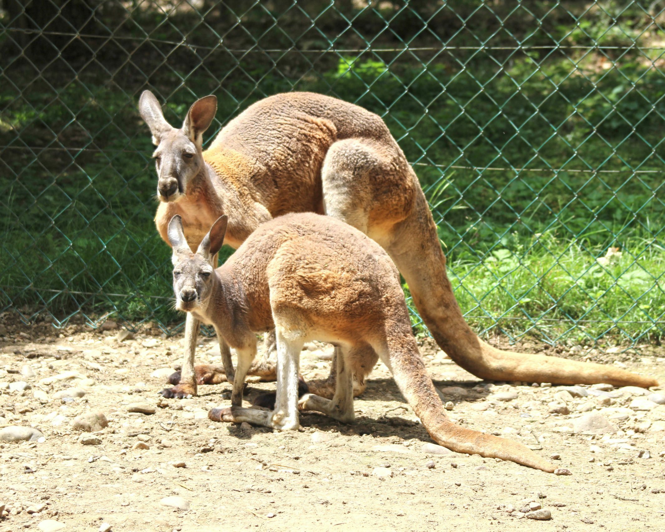 Deux kangourous