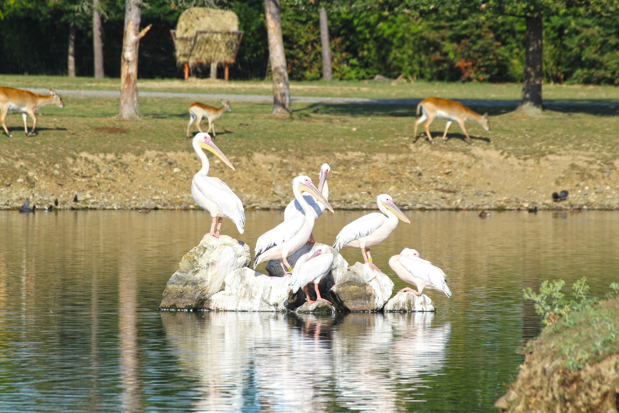 un groupe de pélican blanc