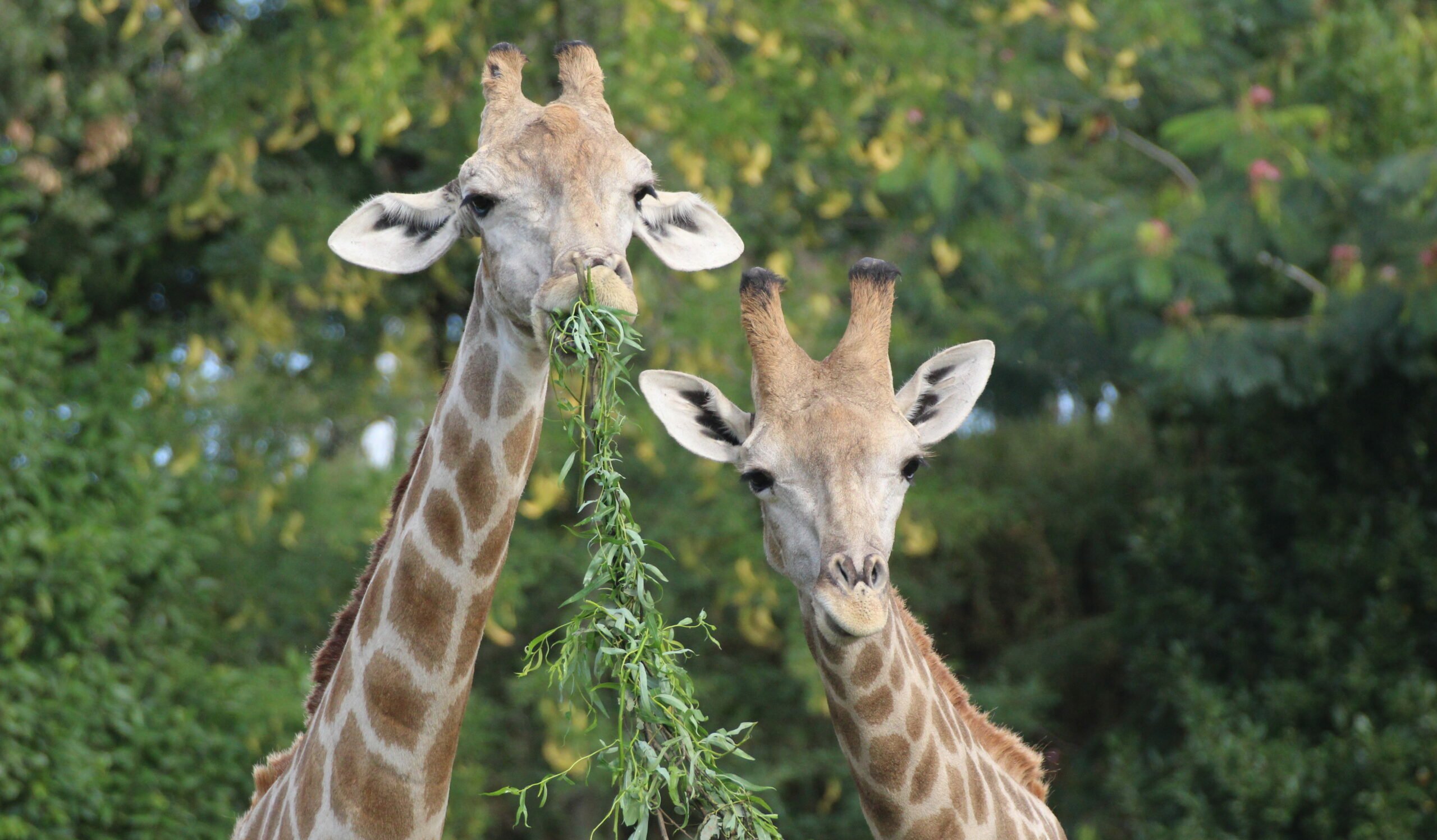 deux Girafes Angolaise