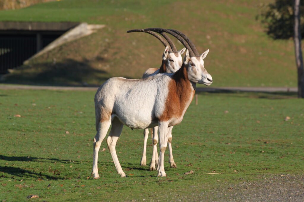 Oryx Algazelle