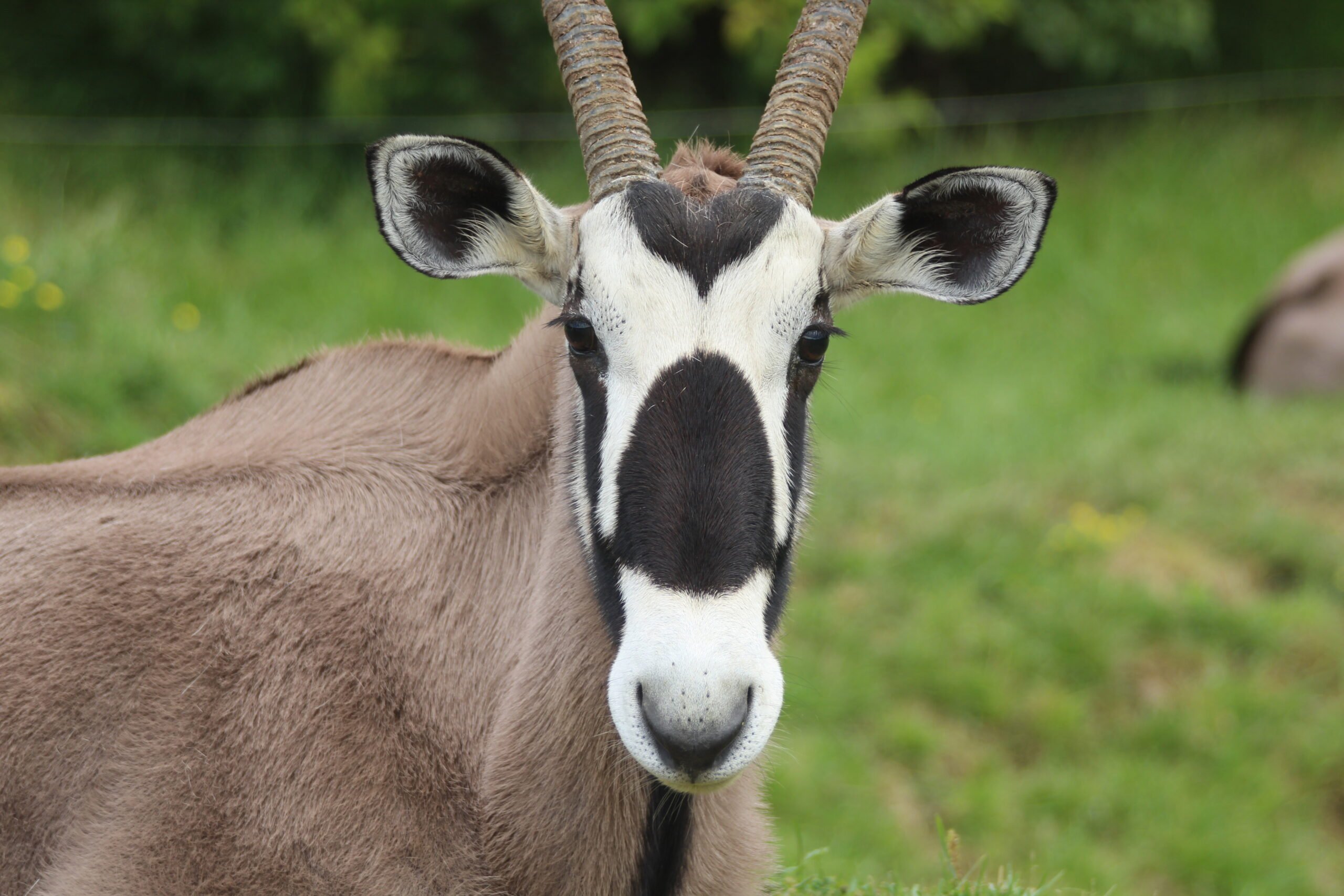 Gemsbok