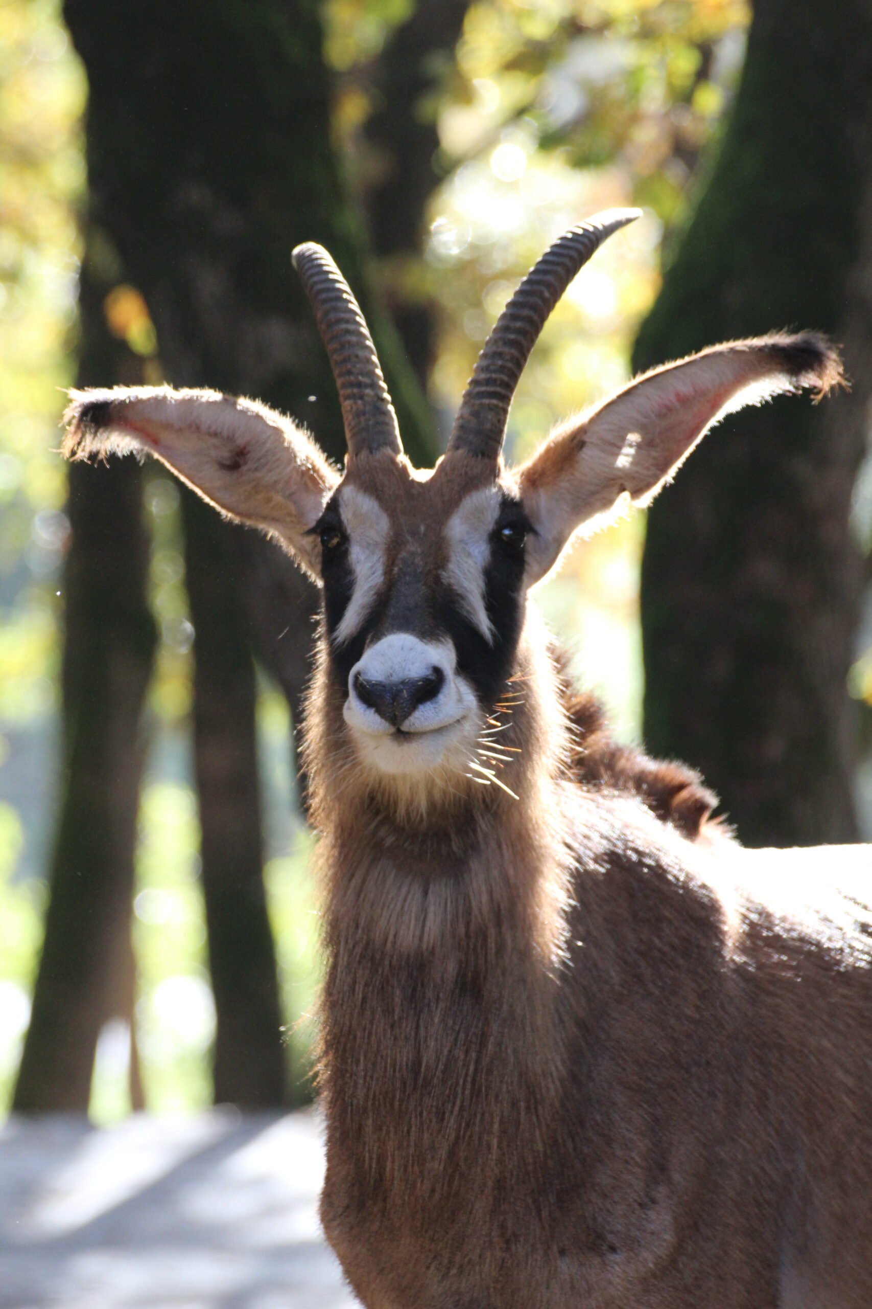 Antilope Rouanne