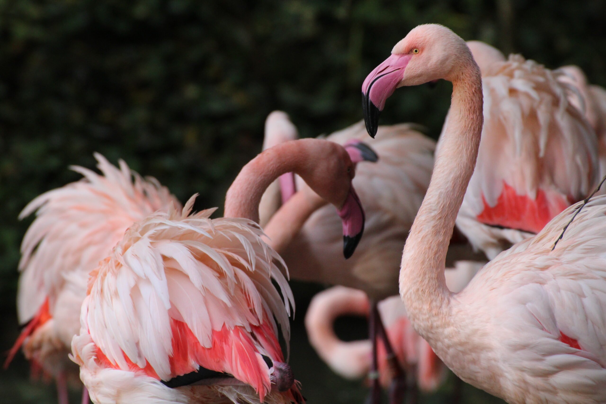 un groupe de flamant rose