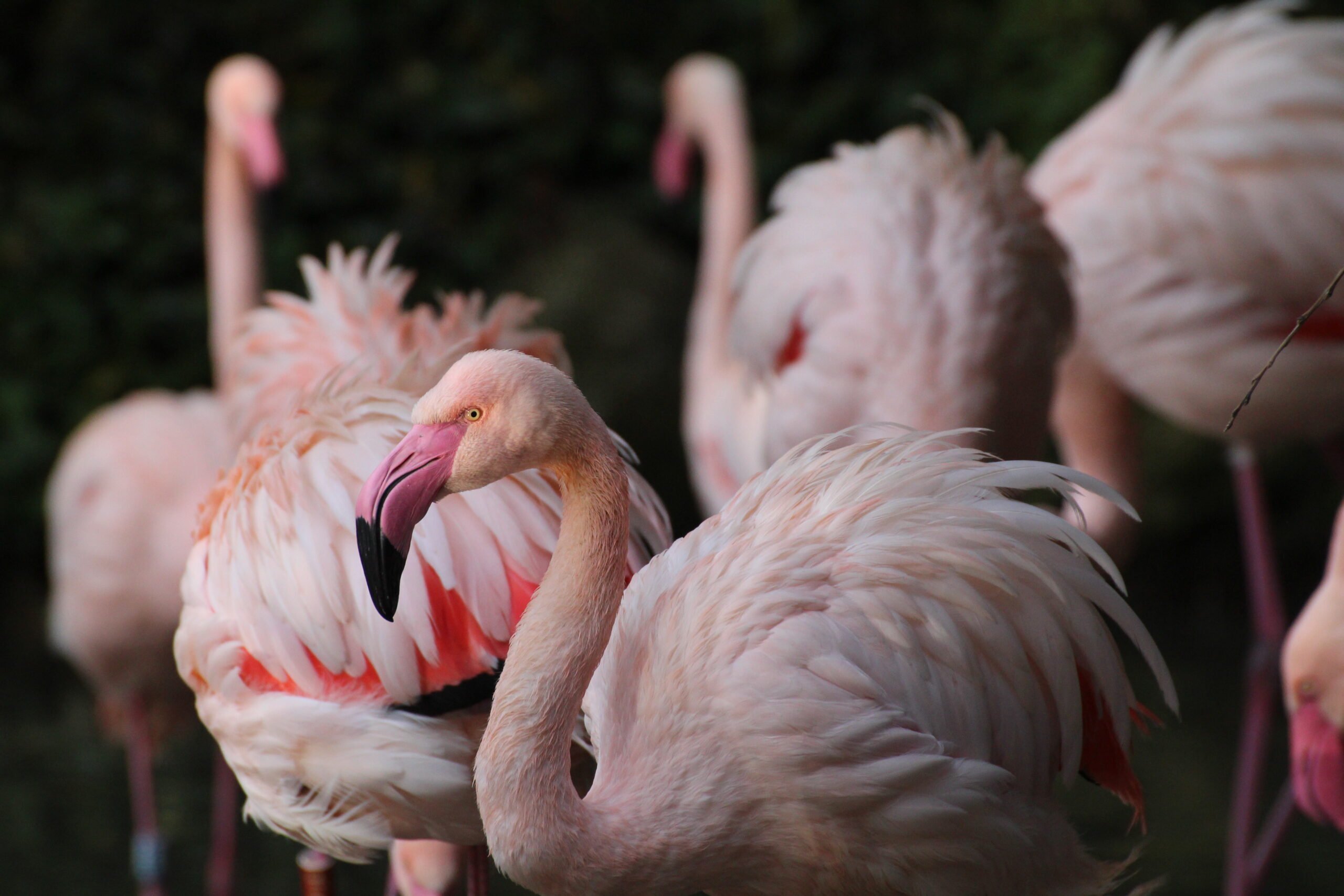 un groupe de flamant rose