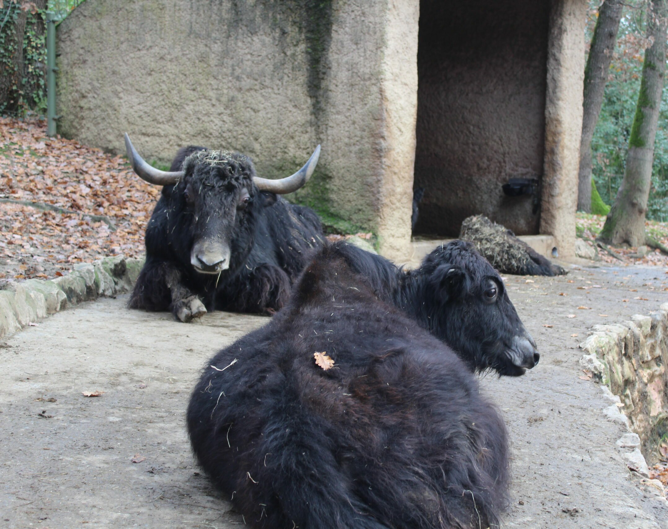 un groupe de Yack