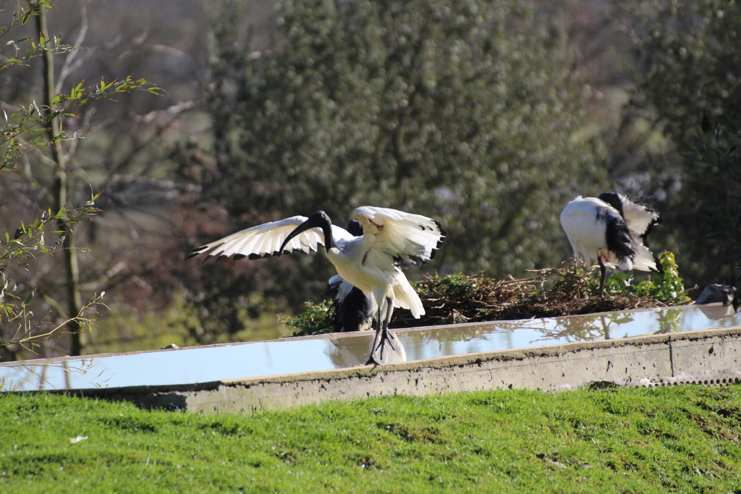 Ibis sacré