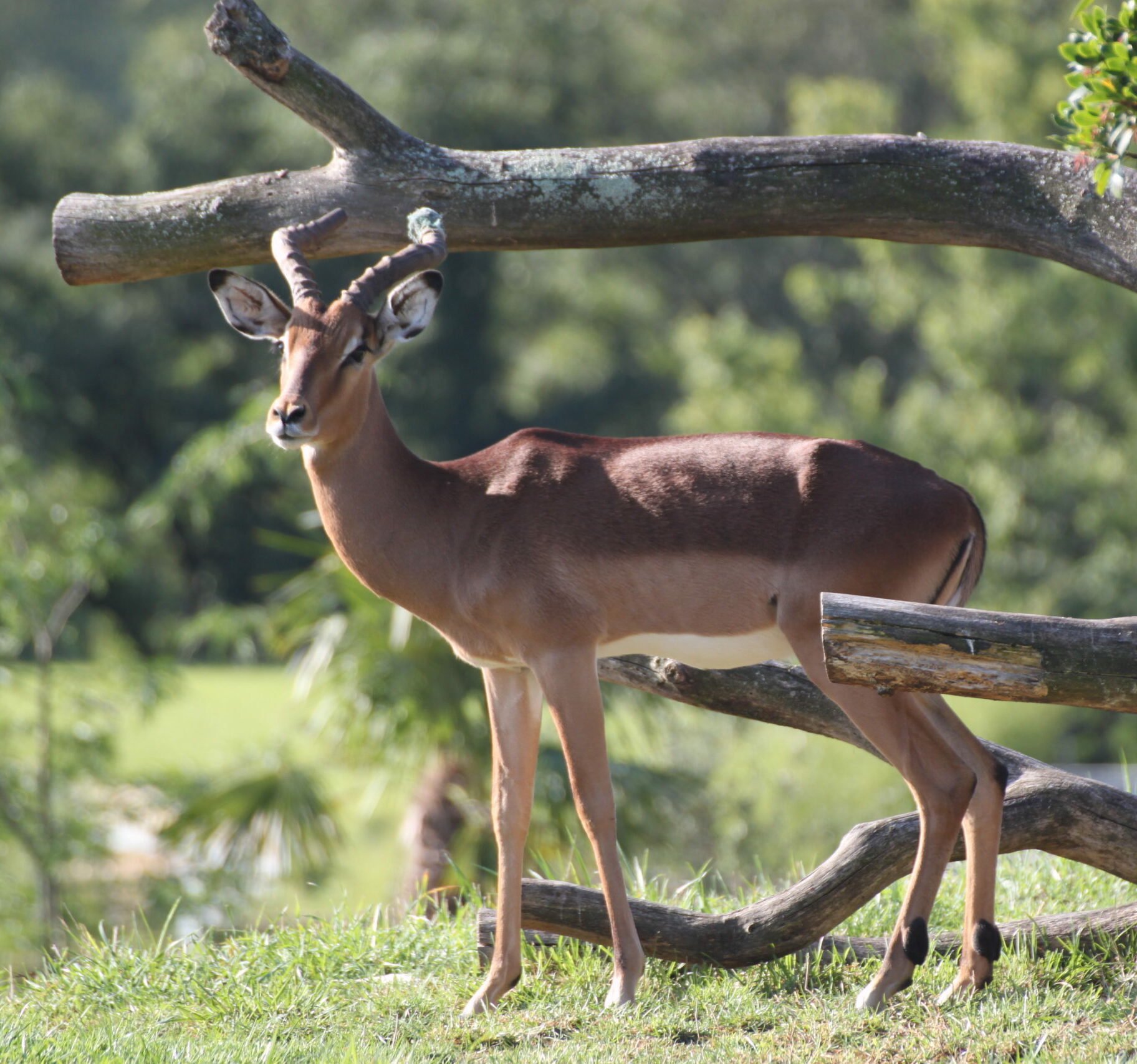 impala