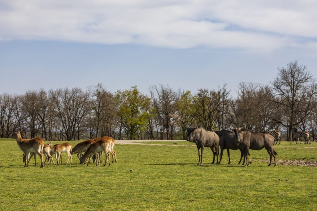 Safari Toulouse