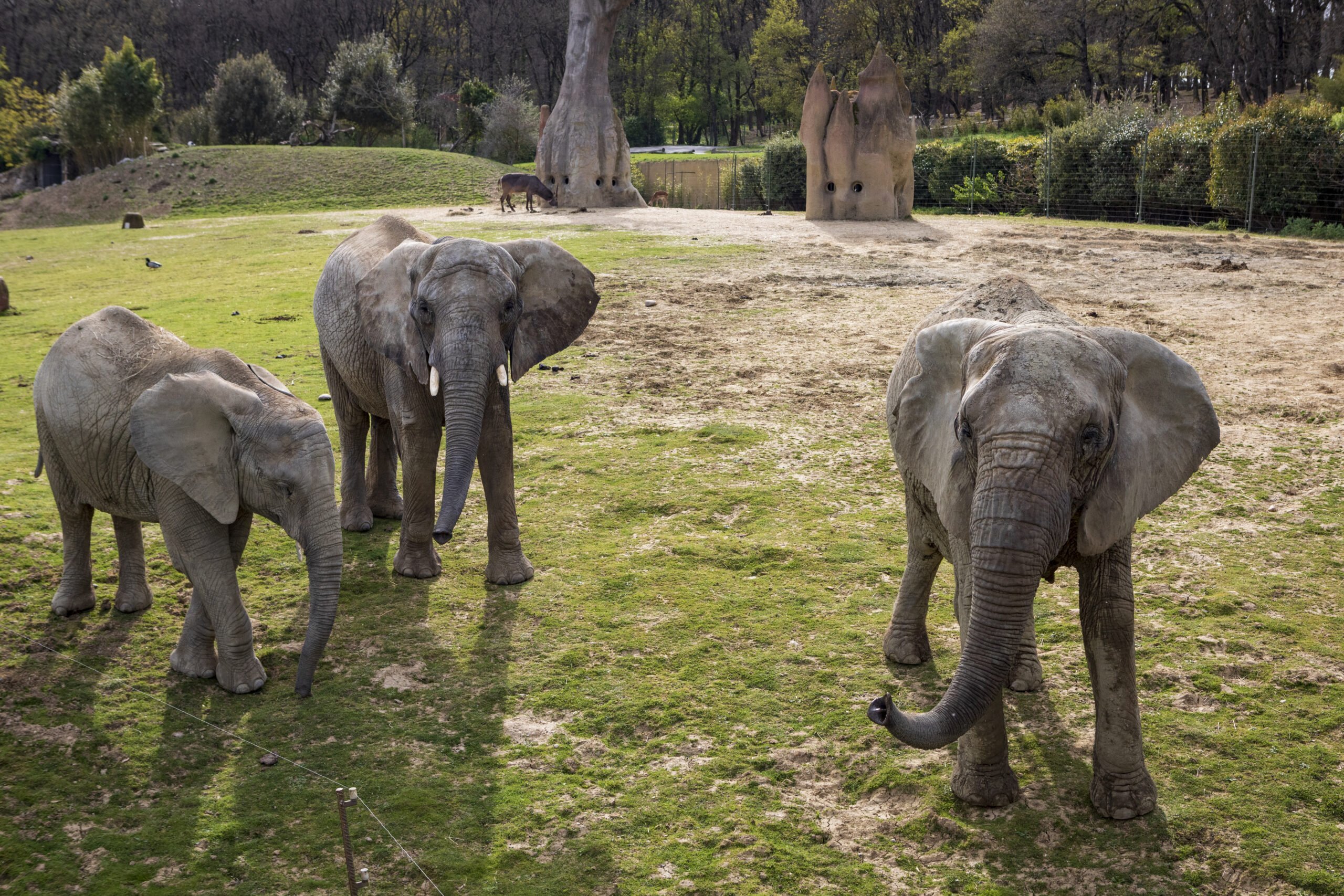 Groupe d'éléphant toulouse