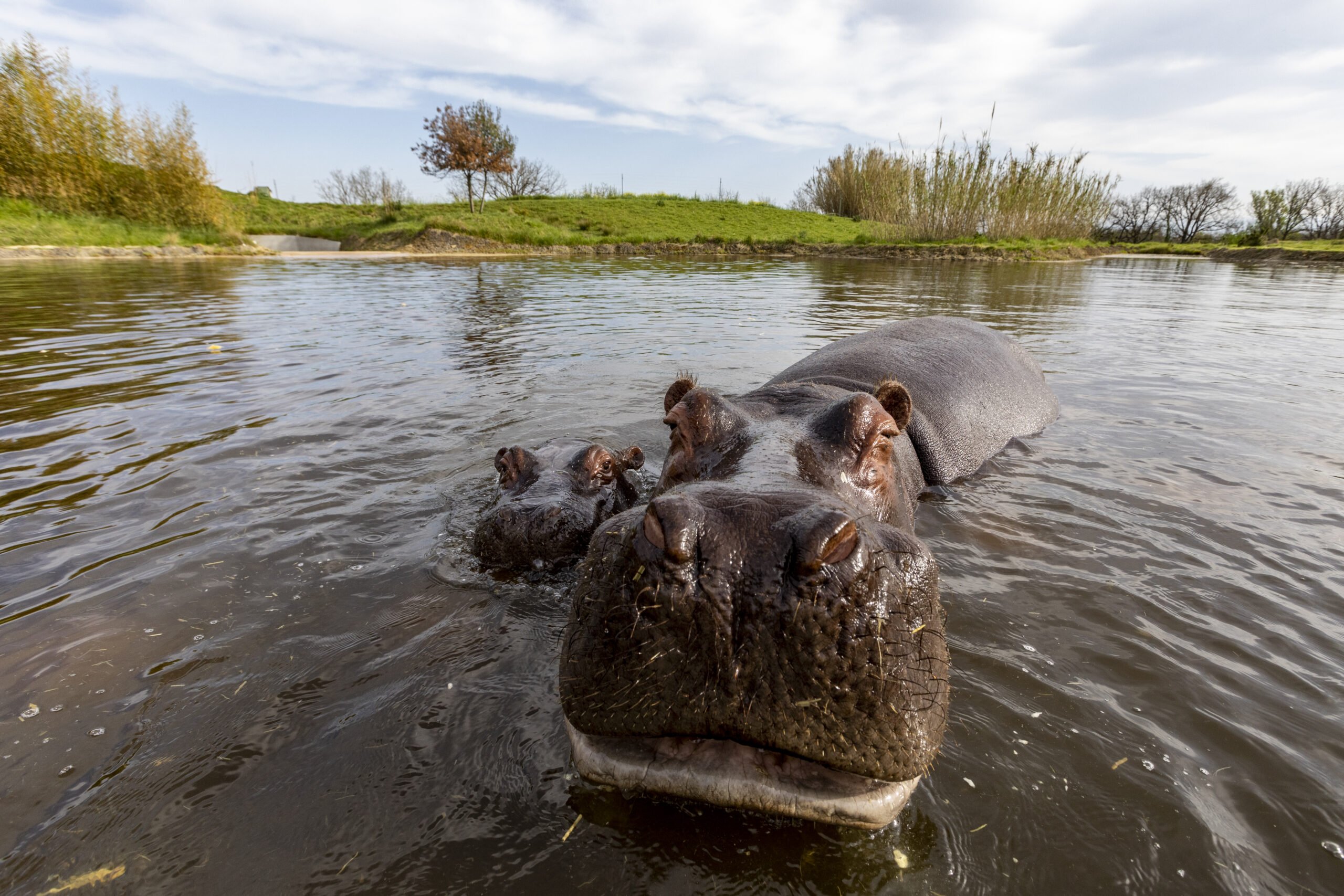 un Hippopotame et son petit