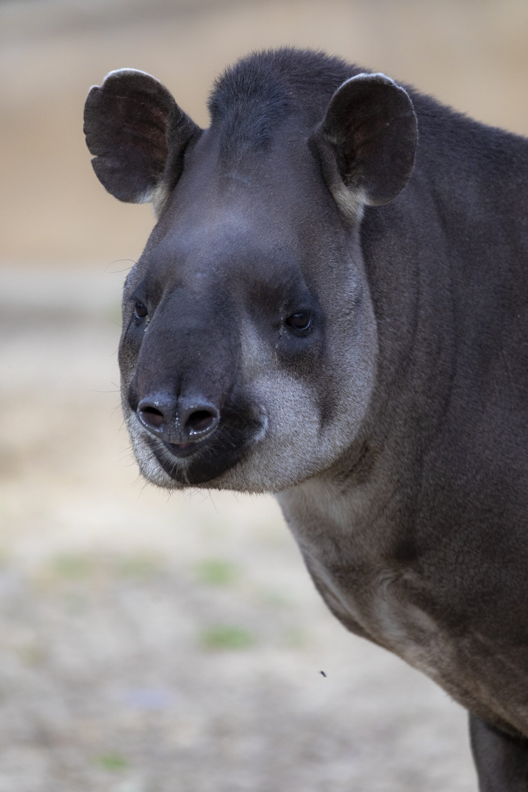 un Tapir terrestre