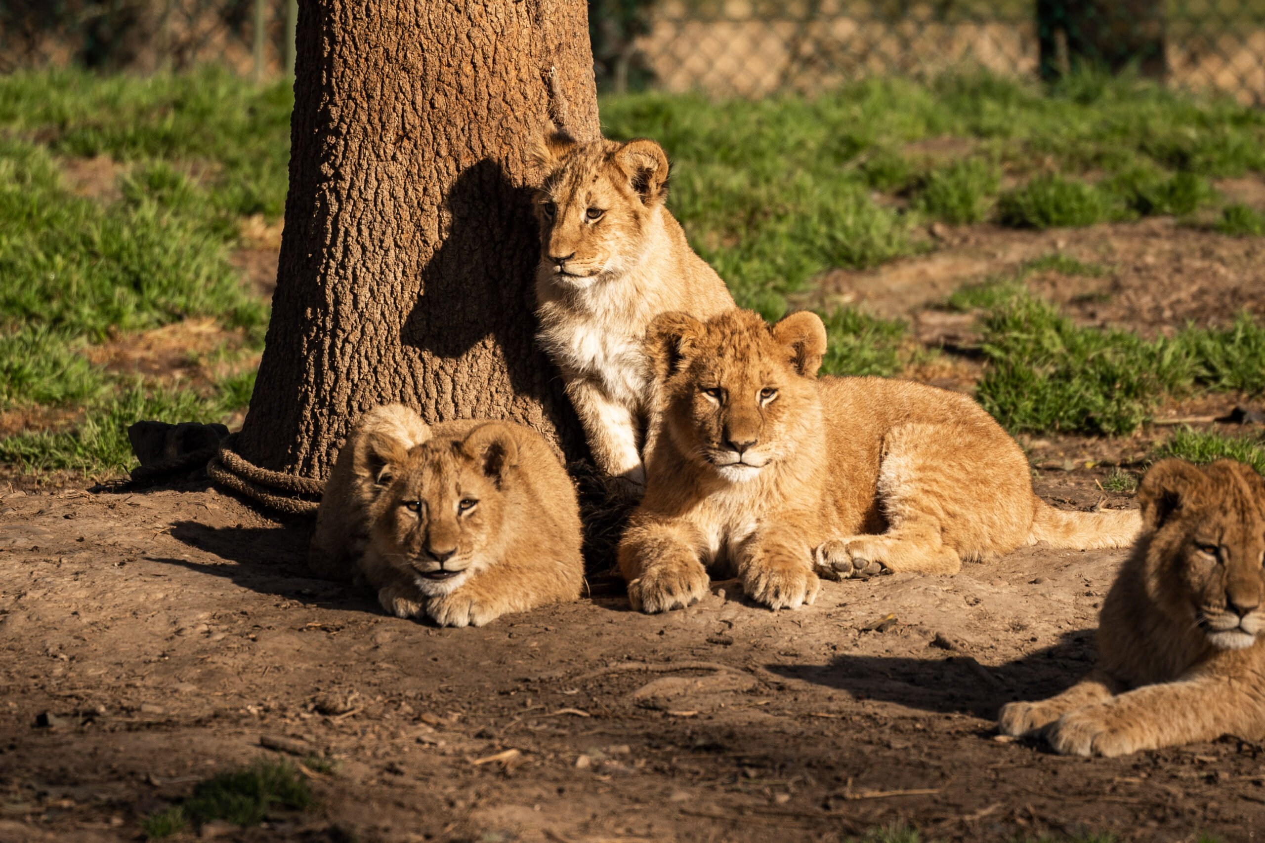 Lionceaux African Safari