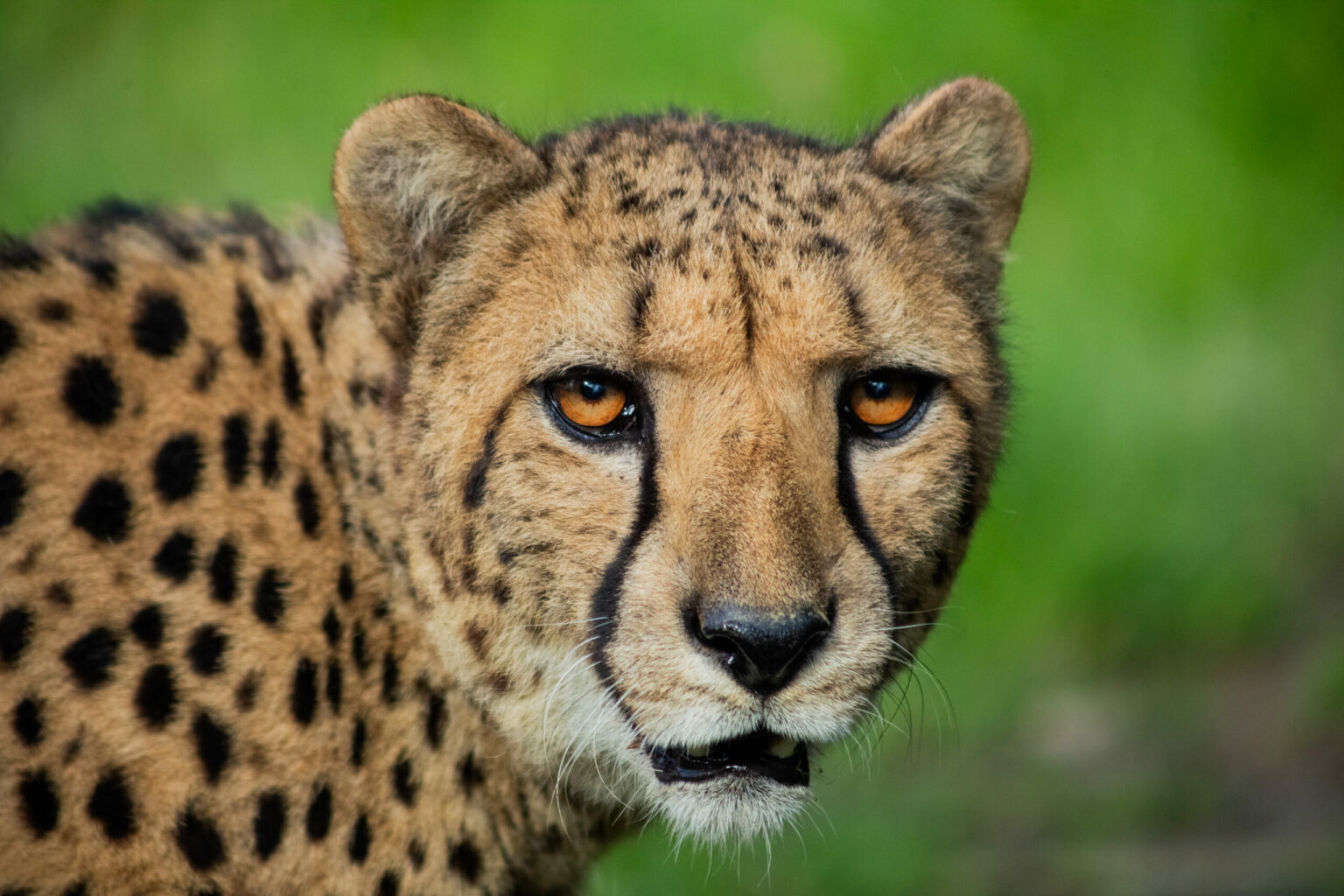 GUÉPARD - Zoo African Safari