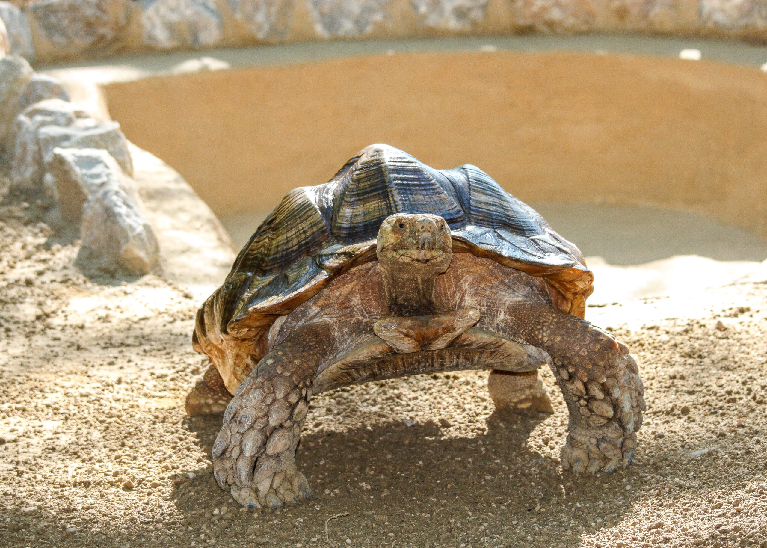 Tortue ACB